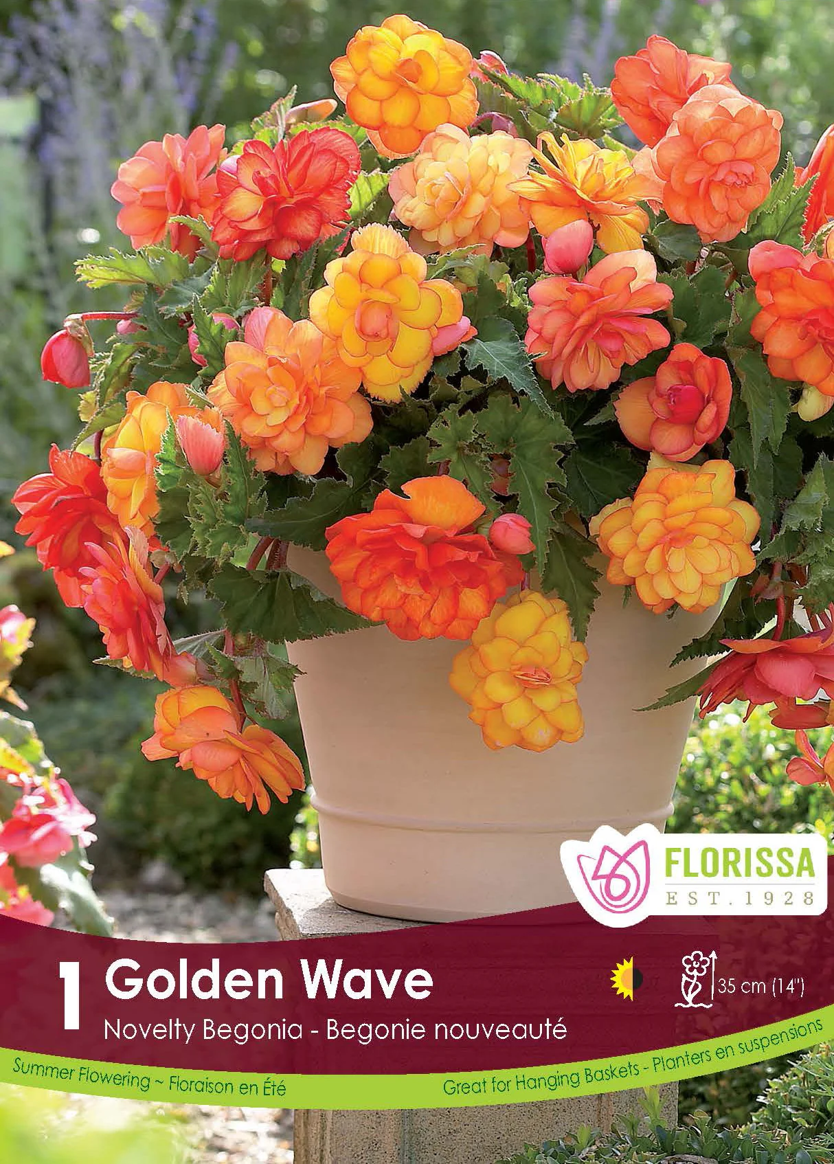 Bégonia Super Novelty 'Golden Wave'