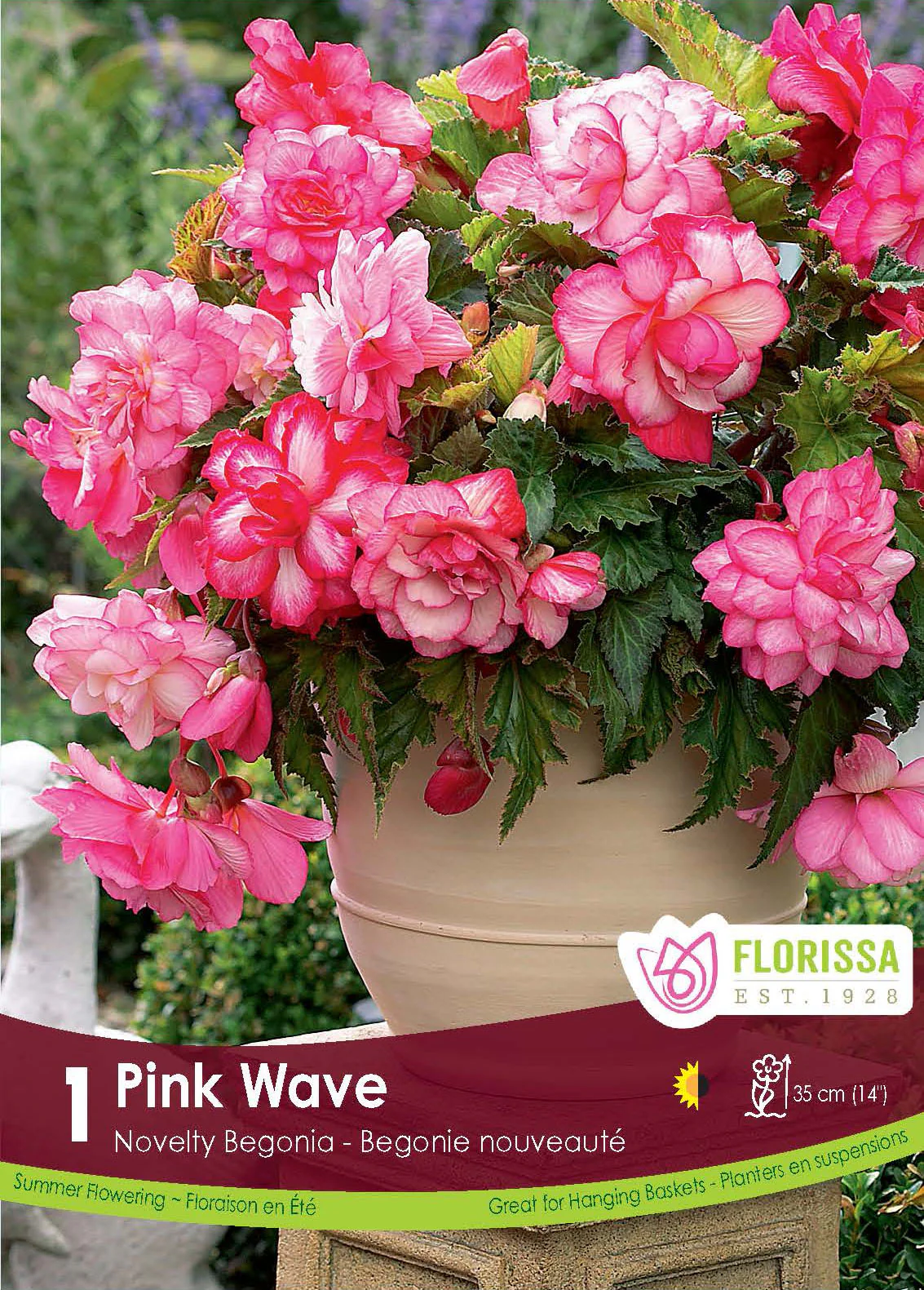 Bégonia 'Superba Novelty Pink Wave'
