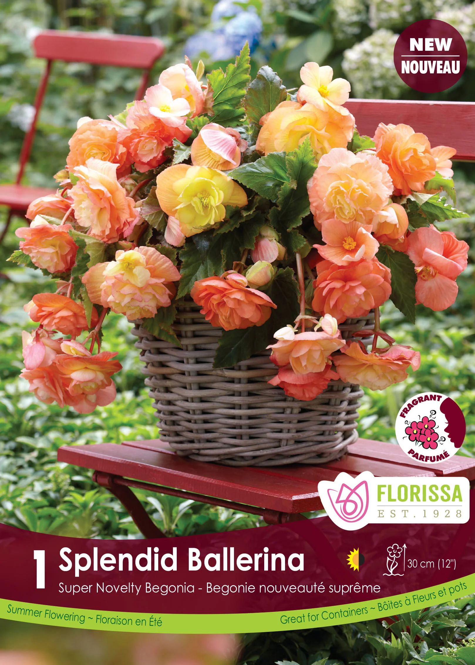 Bégonia 'Superba Novelty Splendid Ballerina'