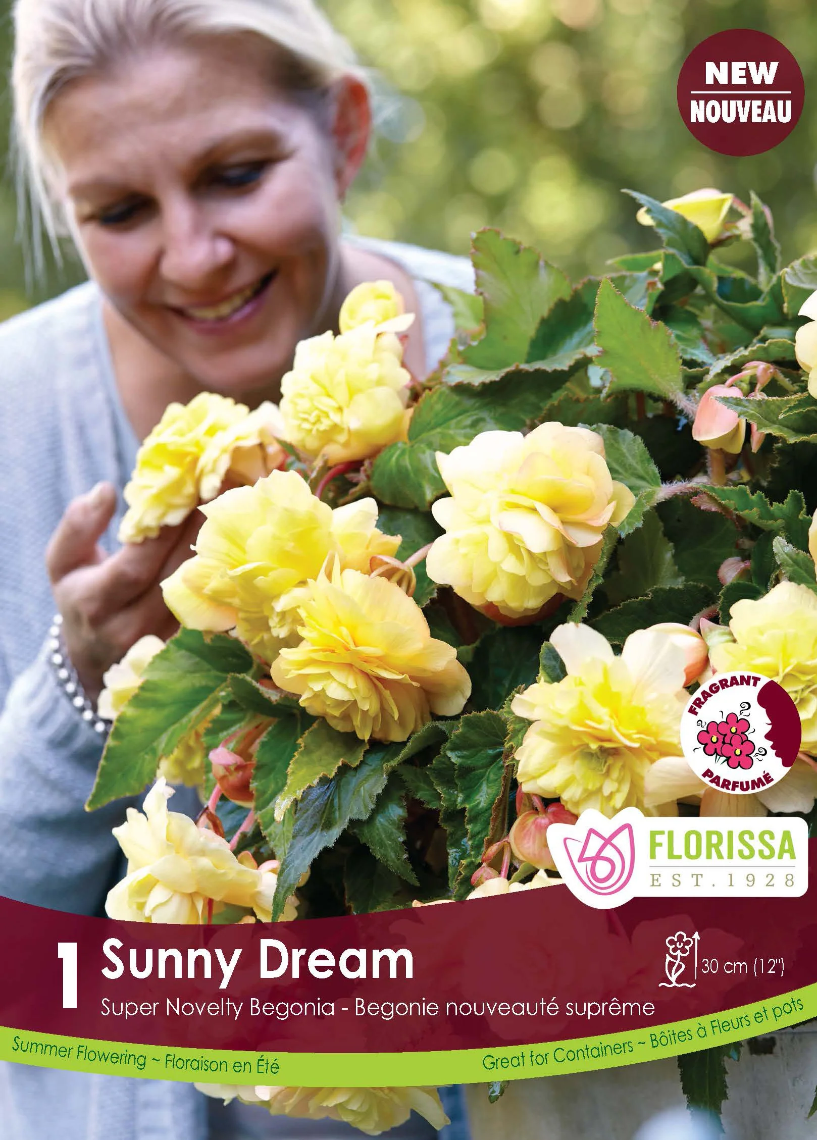 Bégonia 'Superba Novelty Sunny Dream'
