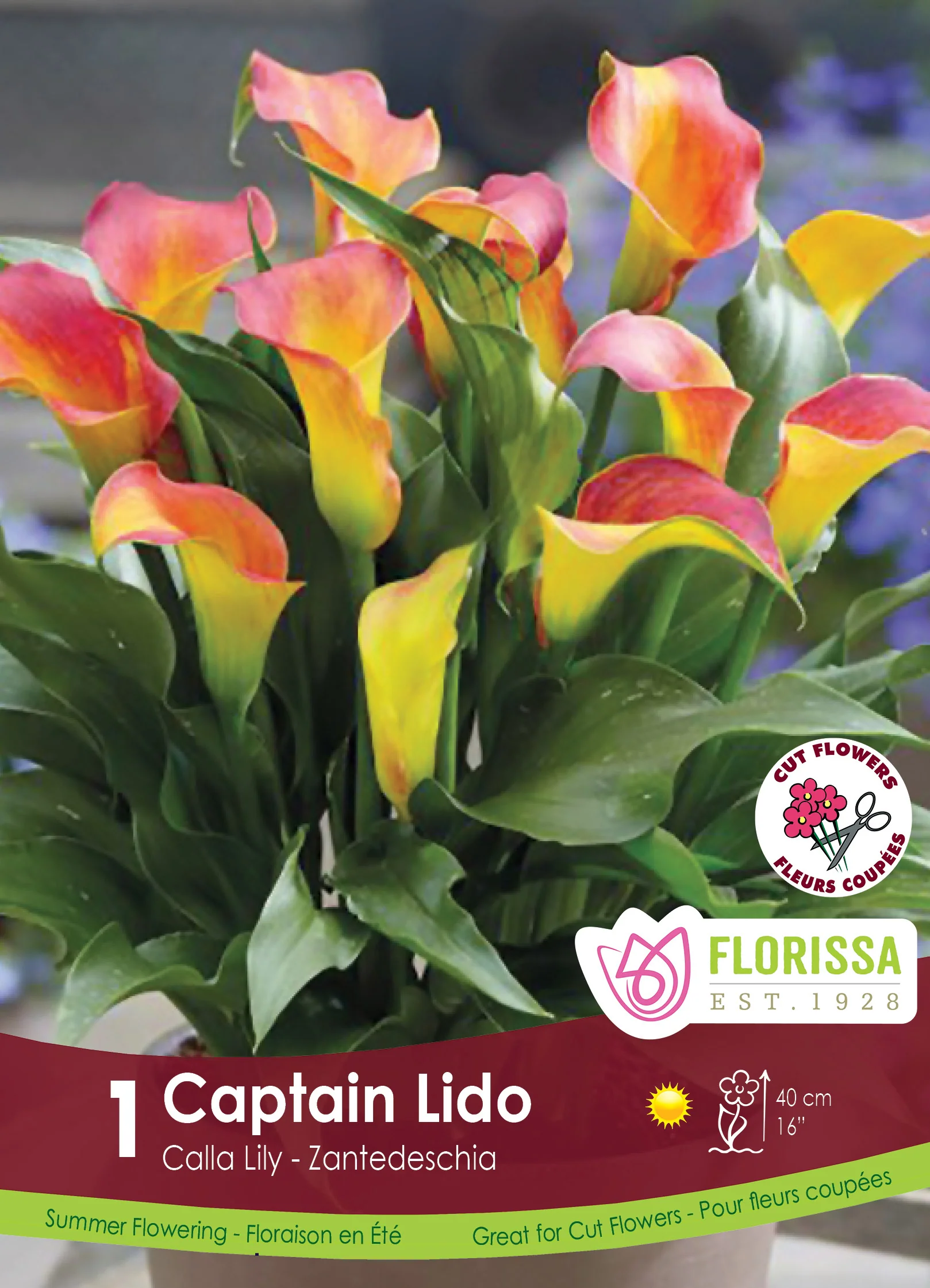 Calla 'Capitaine Lido'