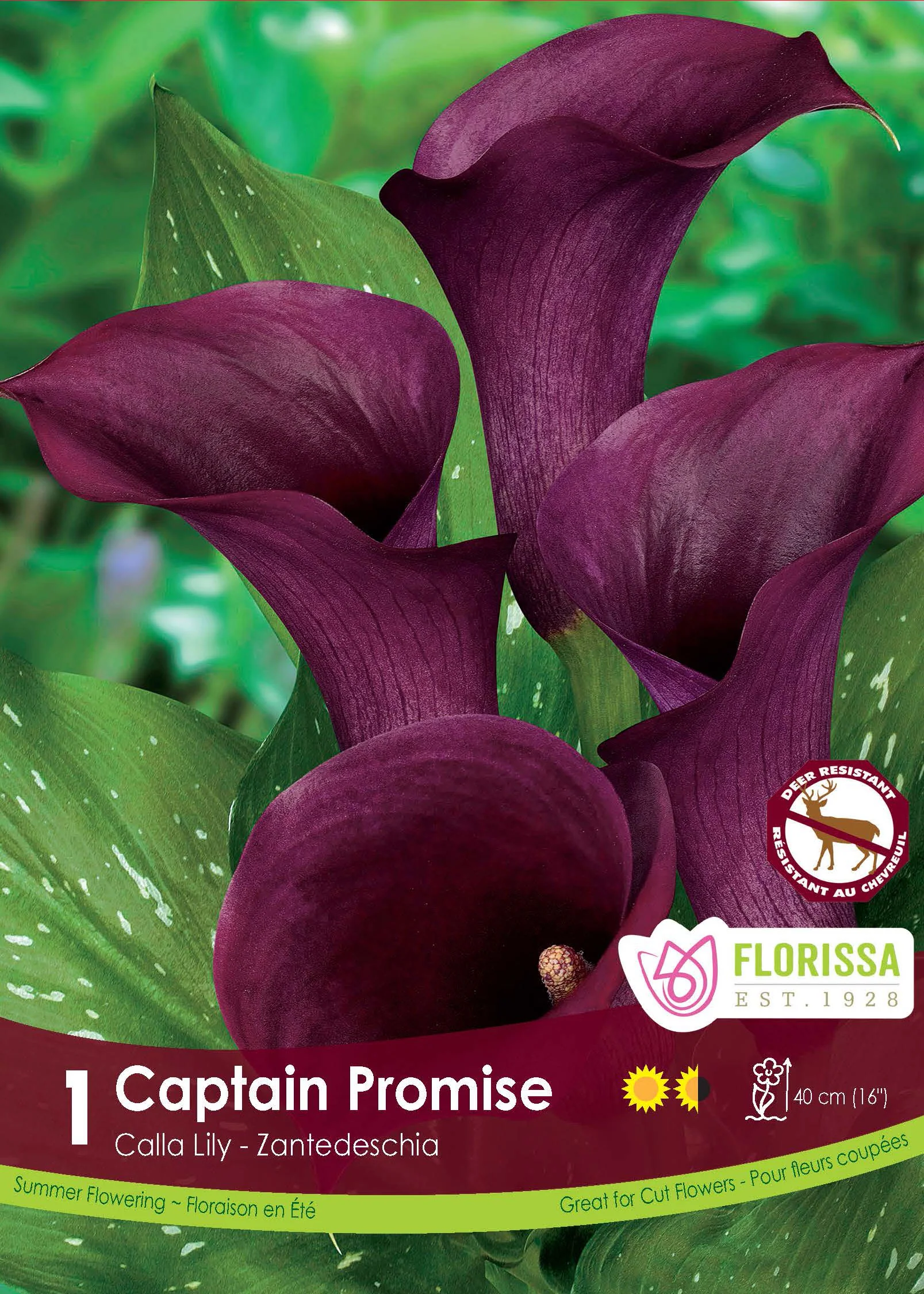 Calla 'Captain Promise'