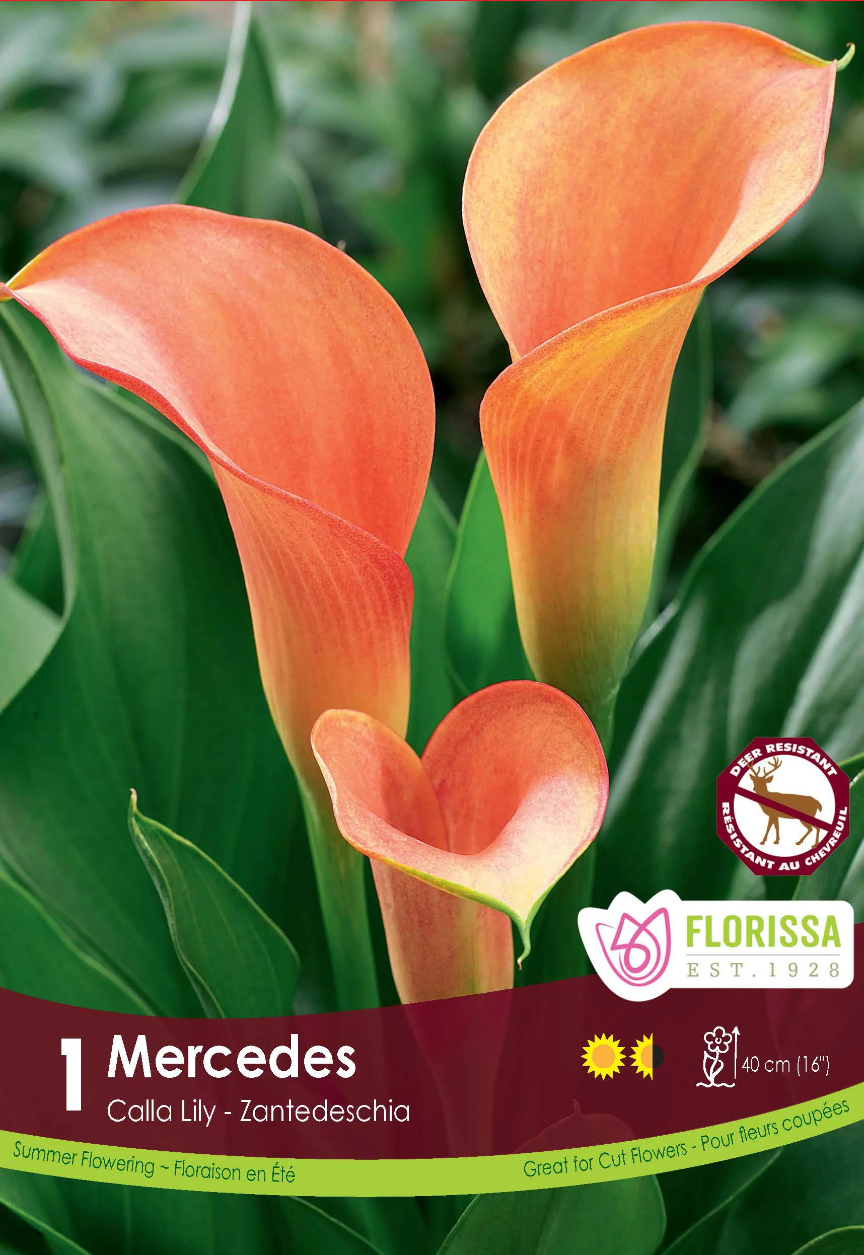 Calla 'Mercedes'