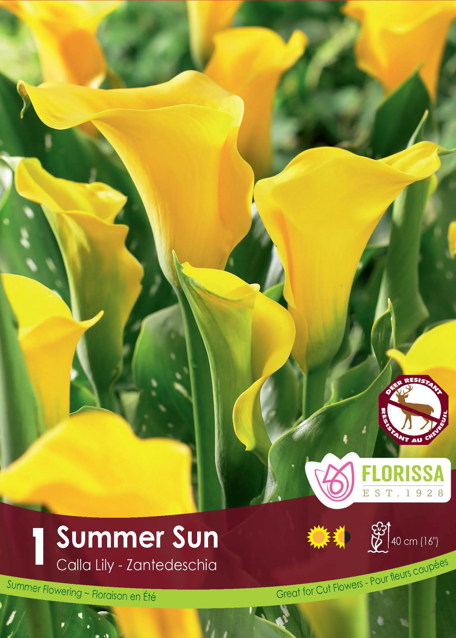 Calla 'Summer Sun'