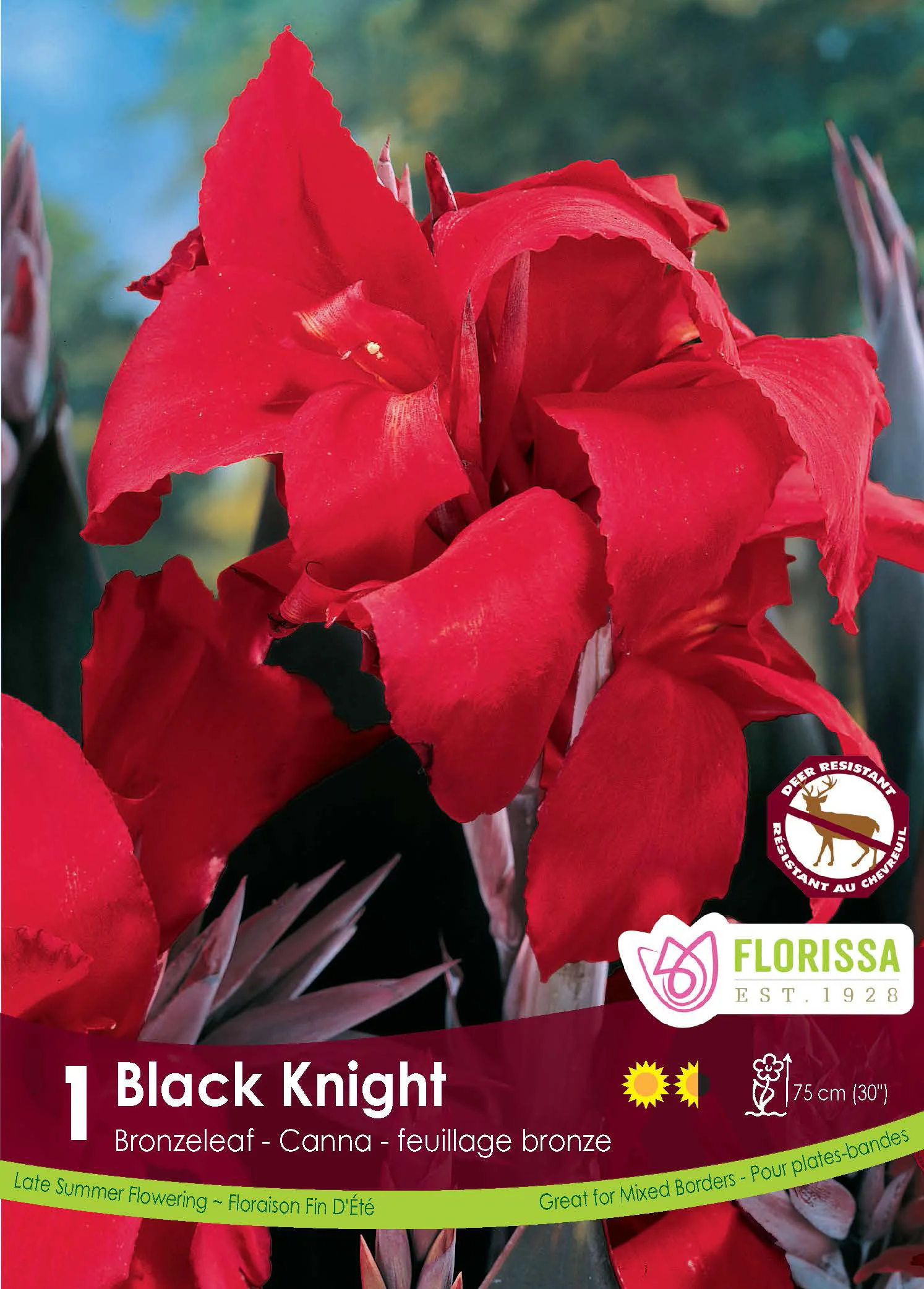 Canna bronze 'Black Knight'