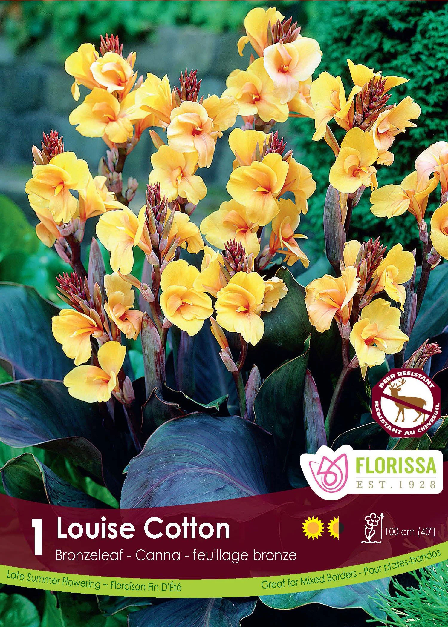 Canna bronze 'Louise Cotton'