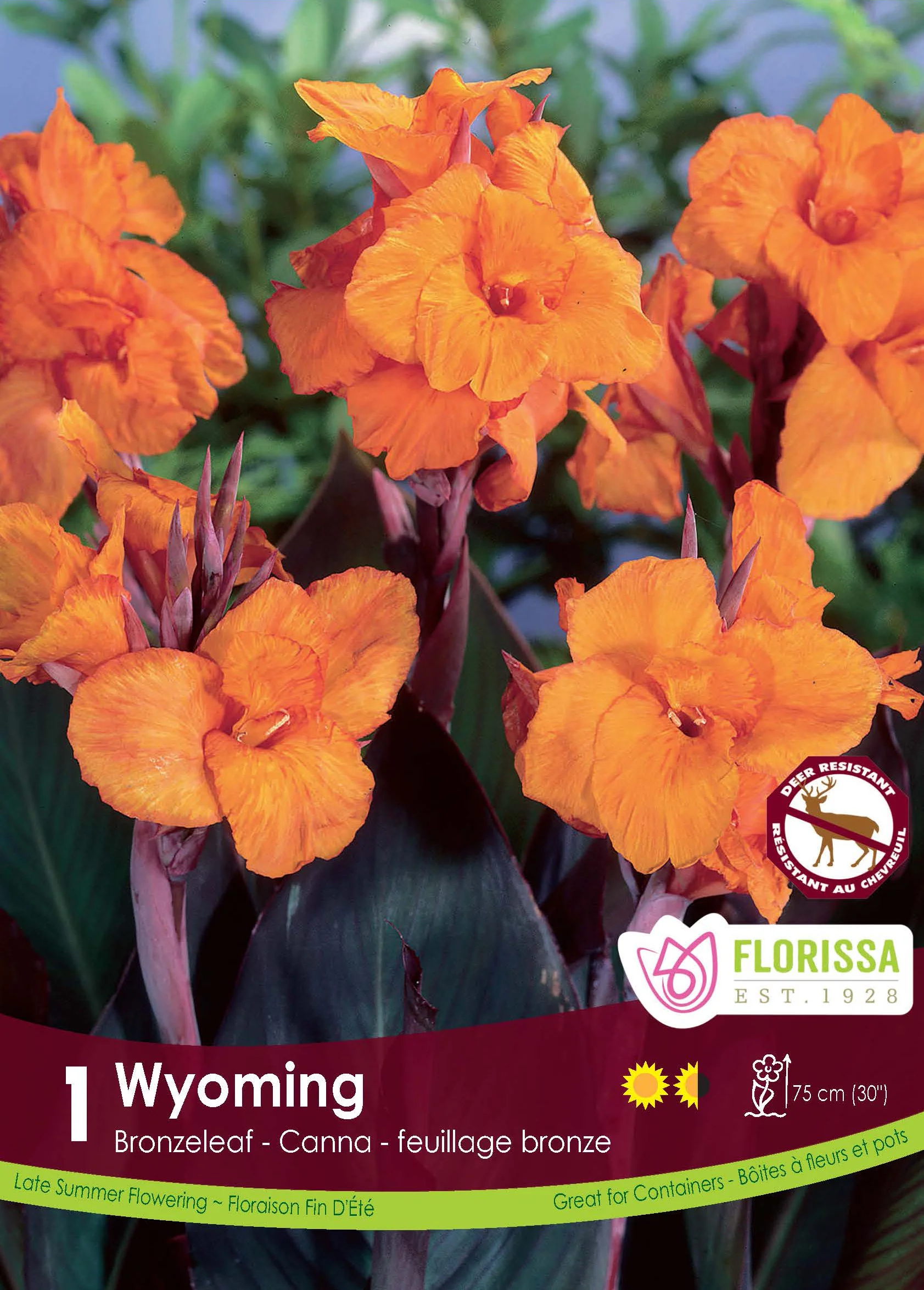 Canna bronze 'Wyoming'