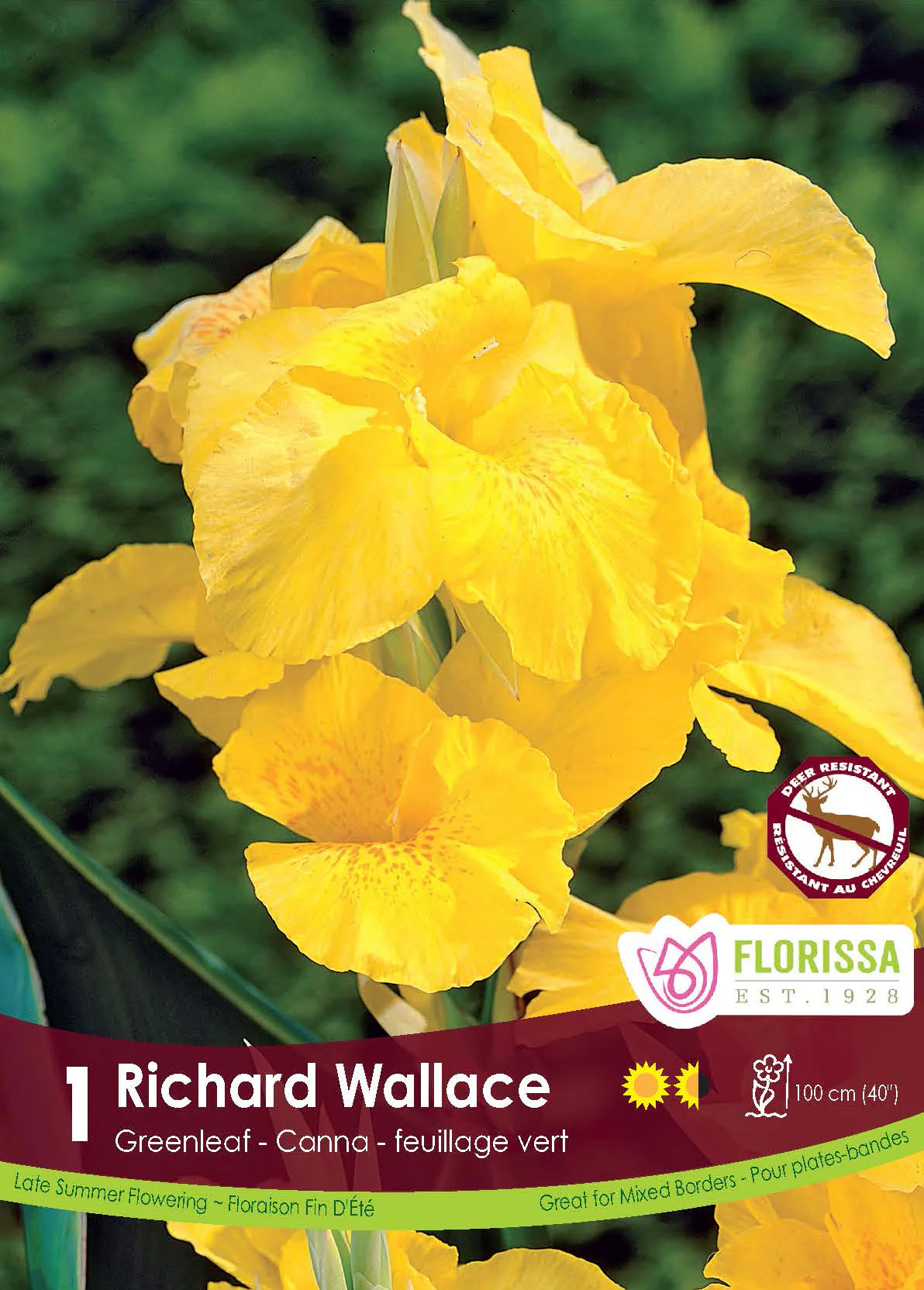 Canna 'Green Richard Wallace'