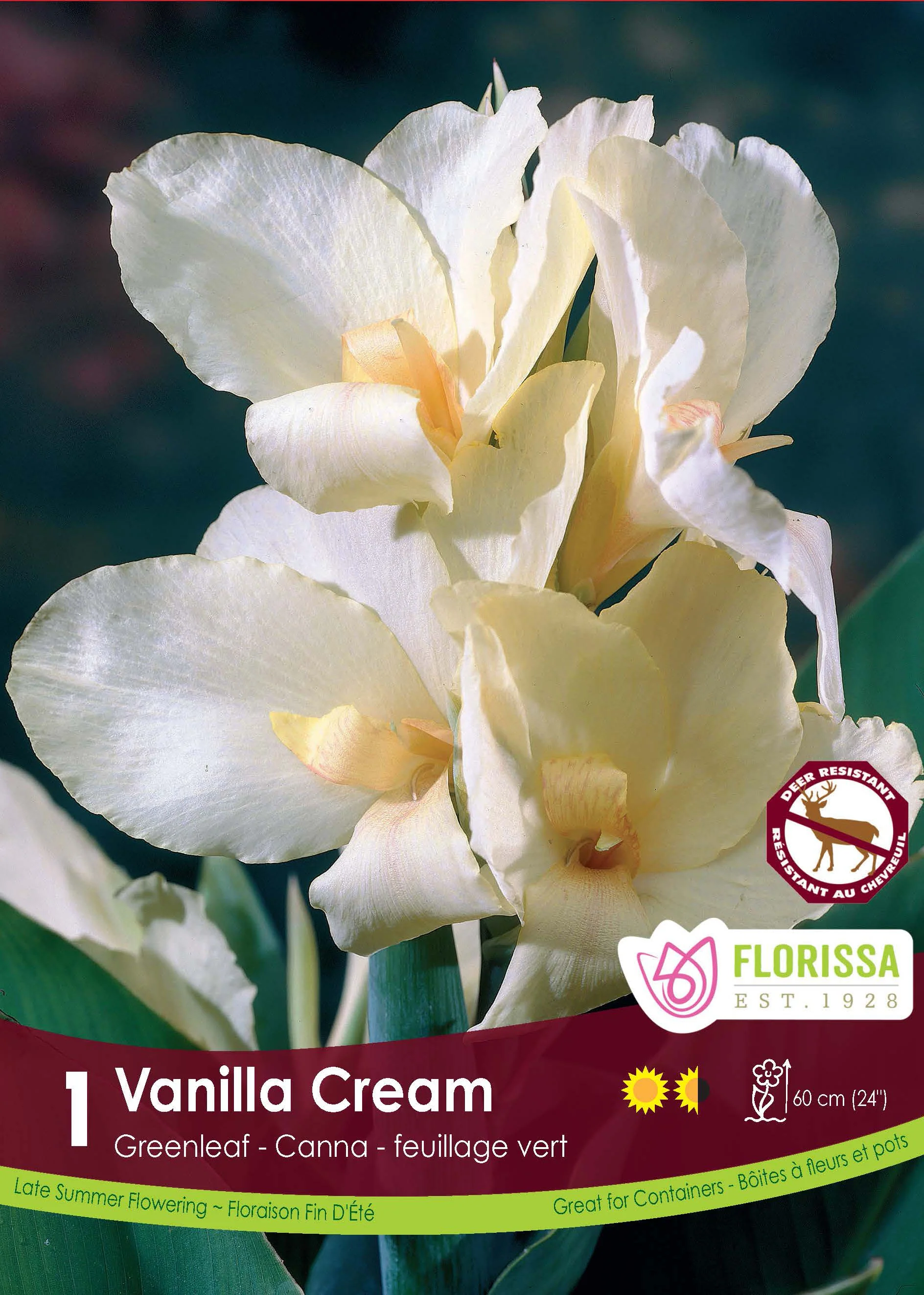Canna 'Green Vanilla Cream'