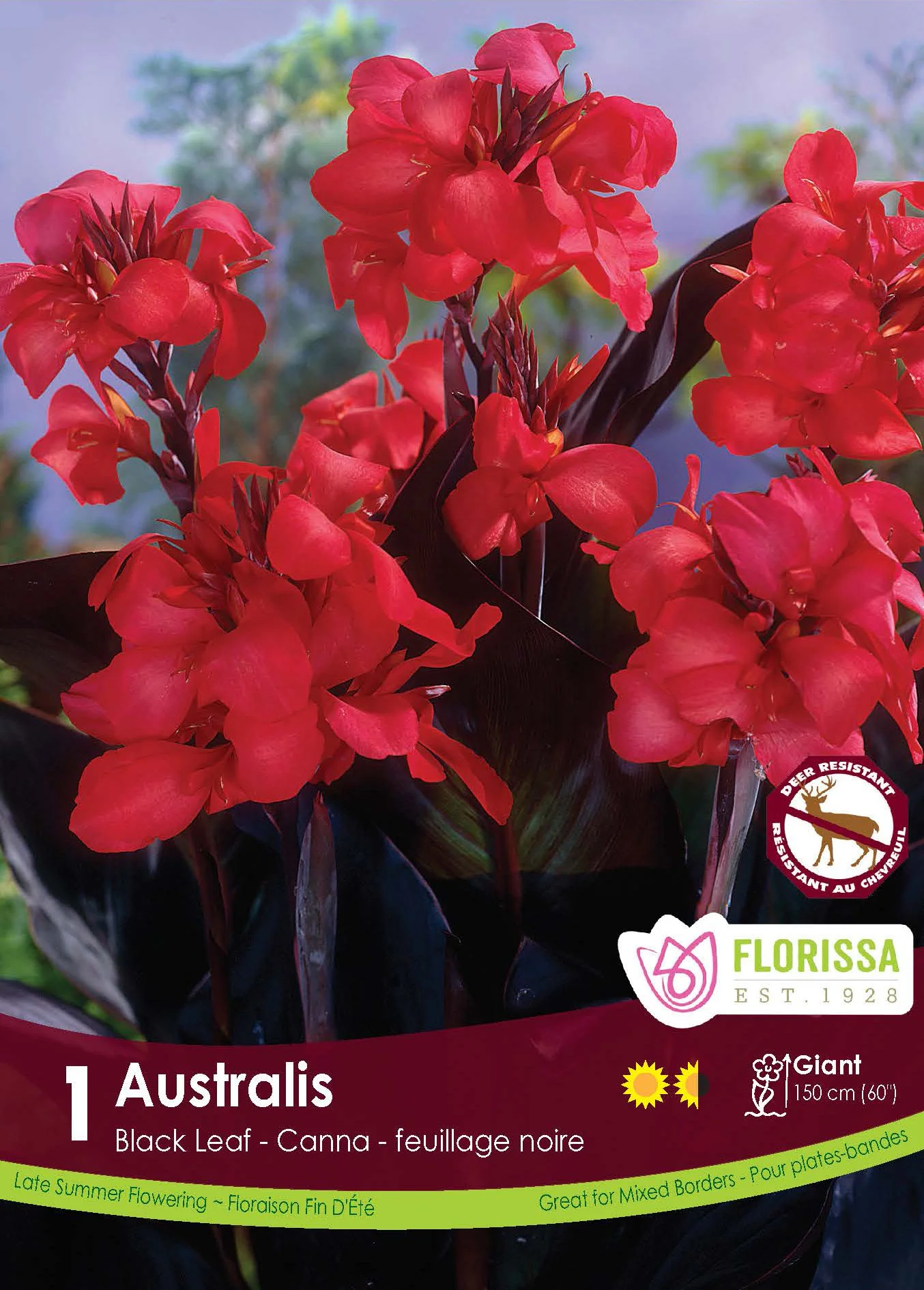 Canna 'Australis'