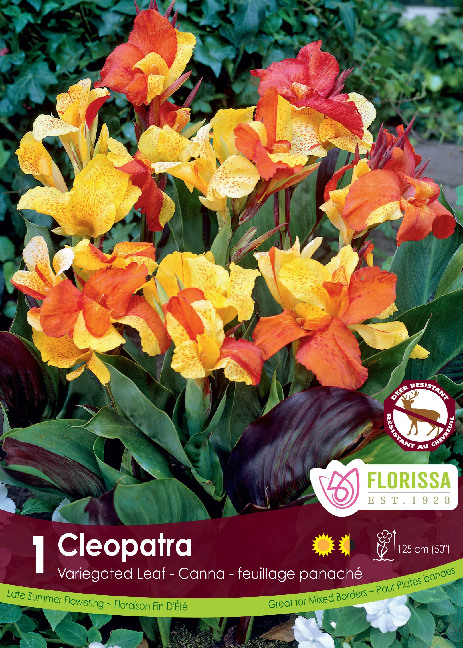 Canna Nova 'Cleopatra'