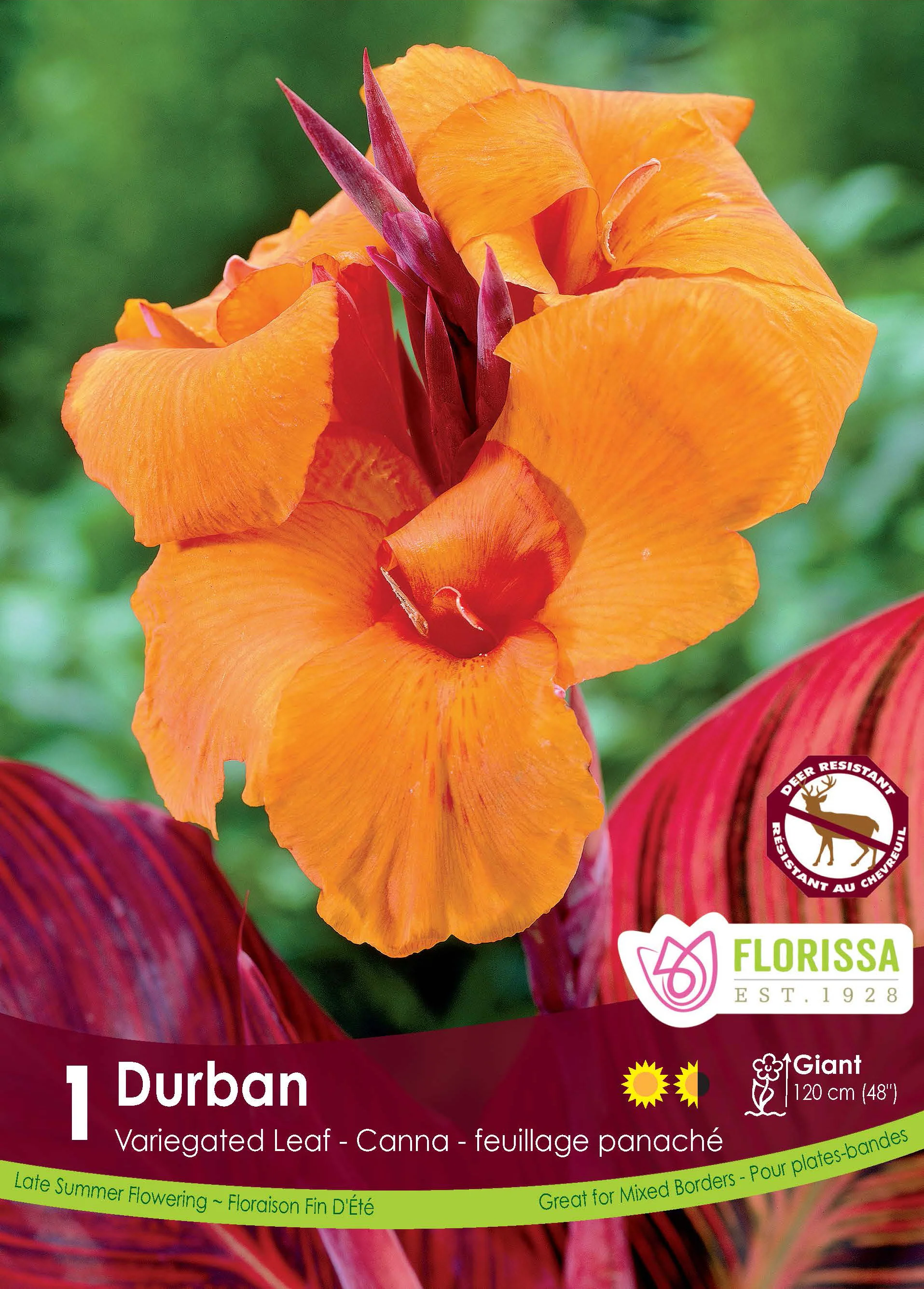 Canna variegata 'Durban'