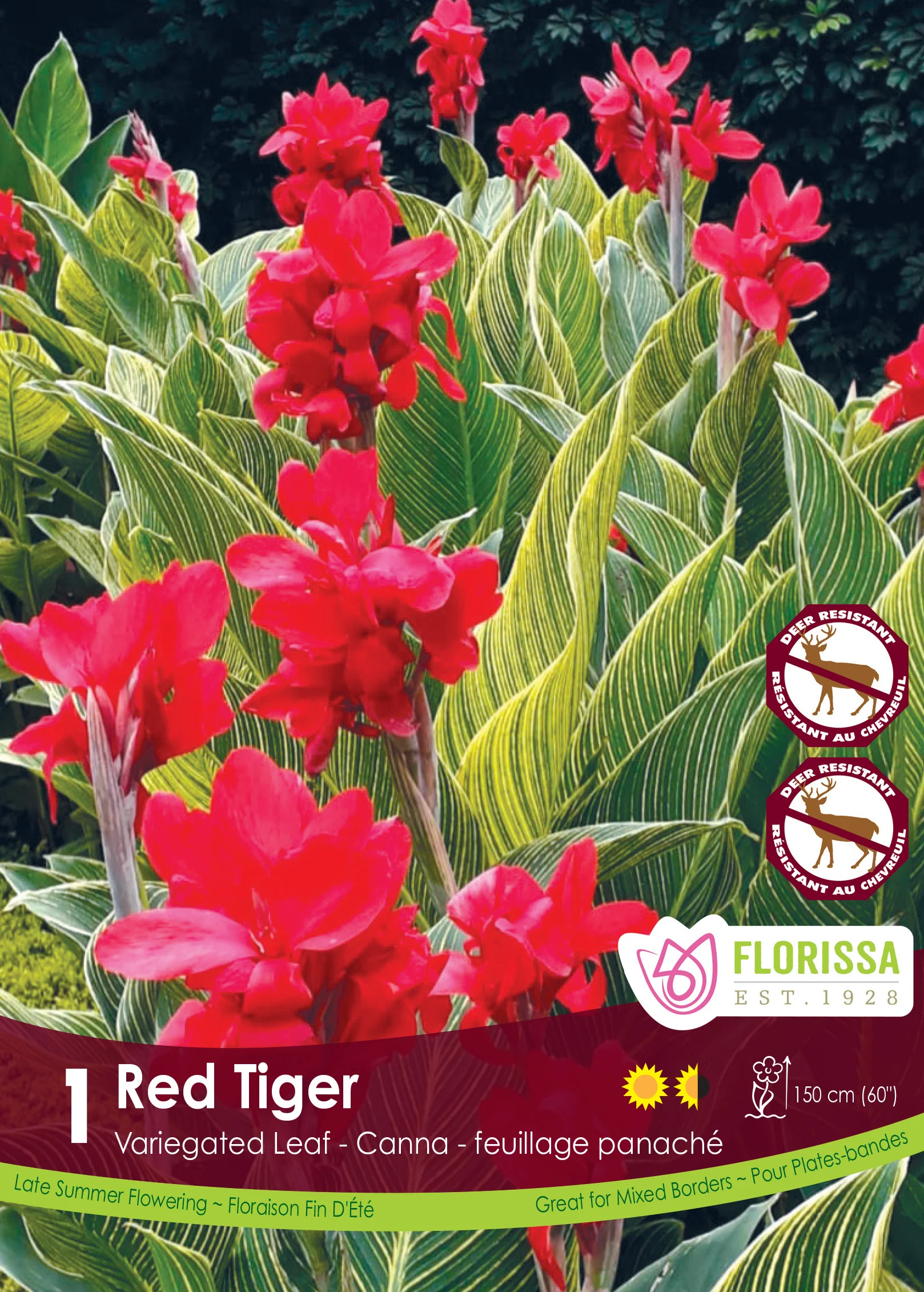 Canna 'Variegated Red Tiger'