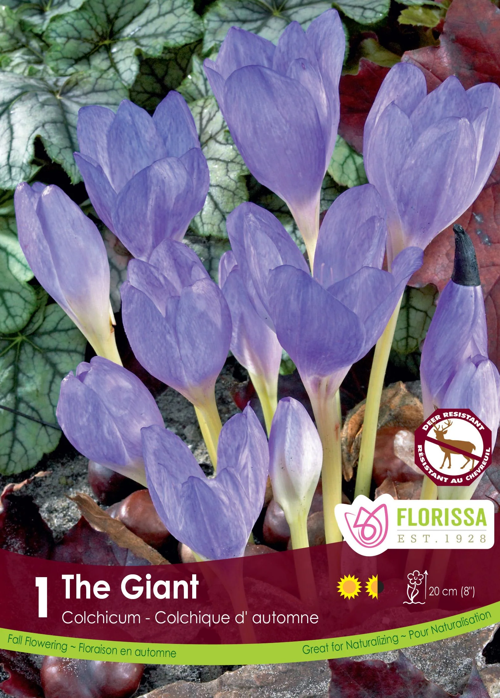 Colchicum The Giant