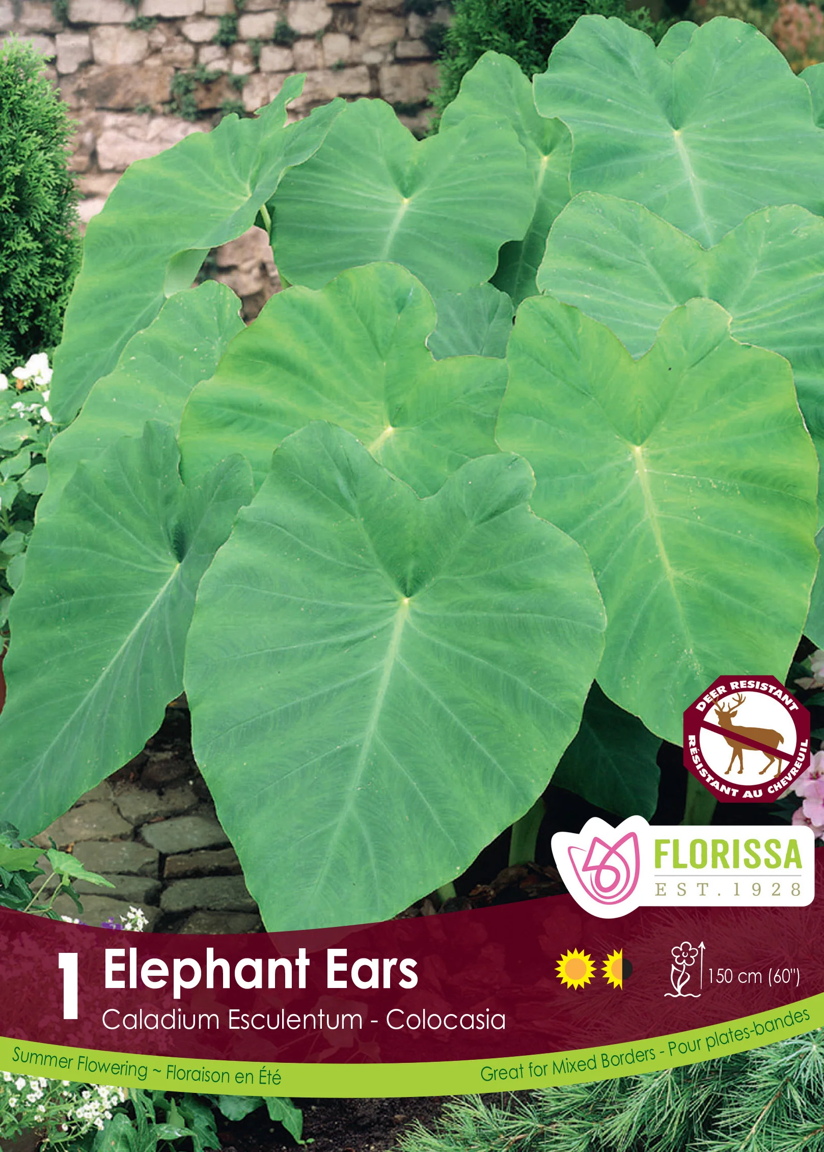 Colocasia 'Oreilles d'éléphant'