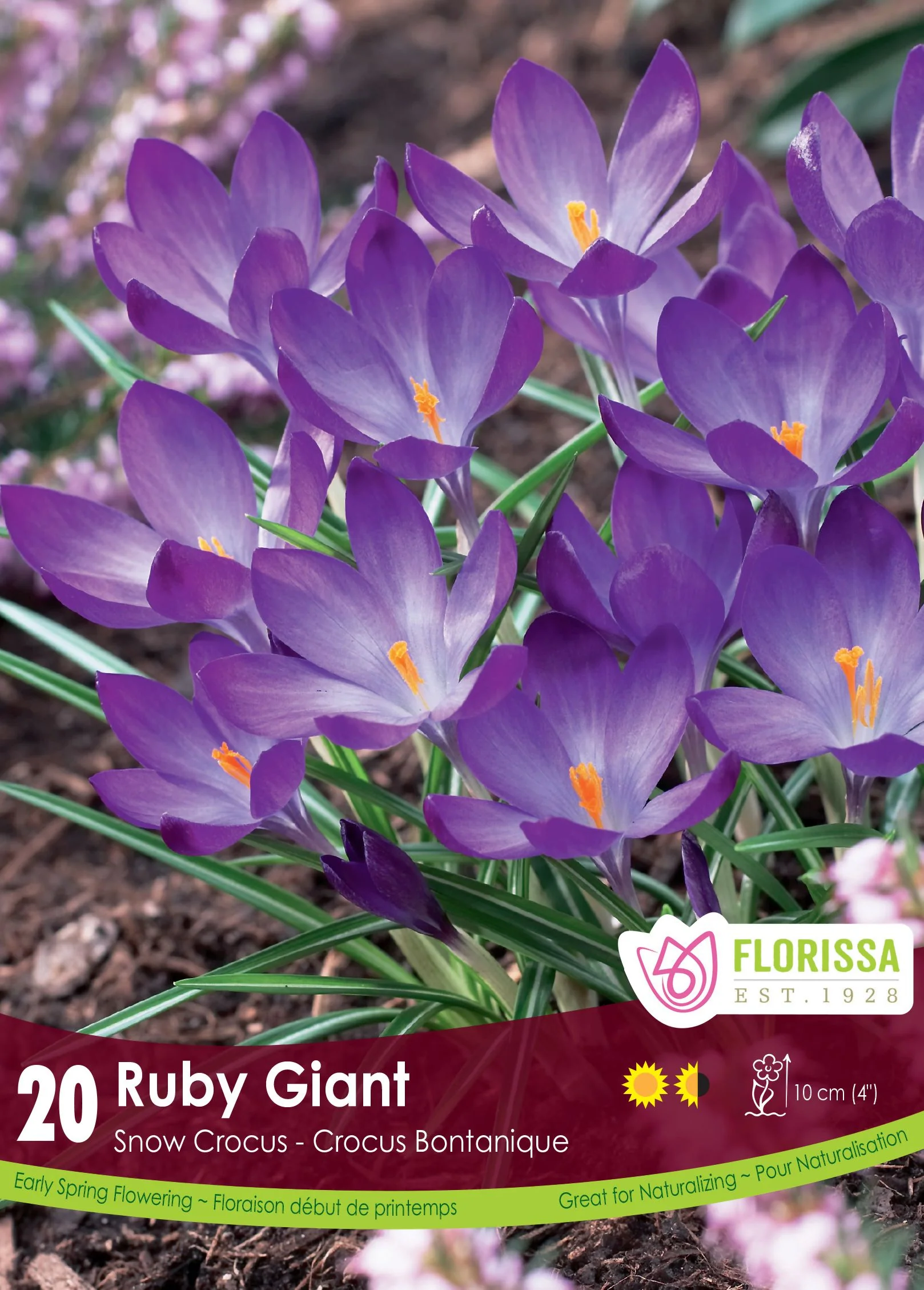 Crocus Ruby Giant
