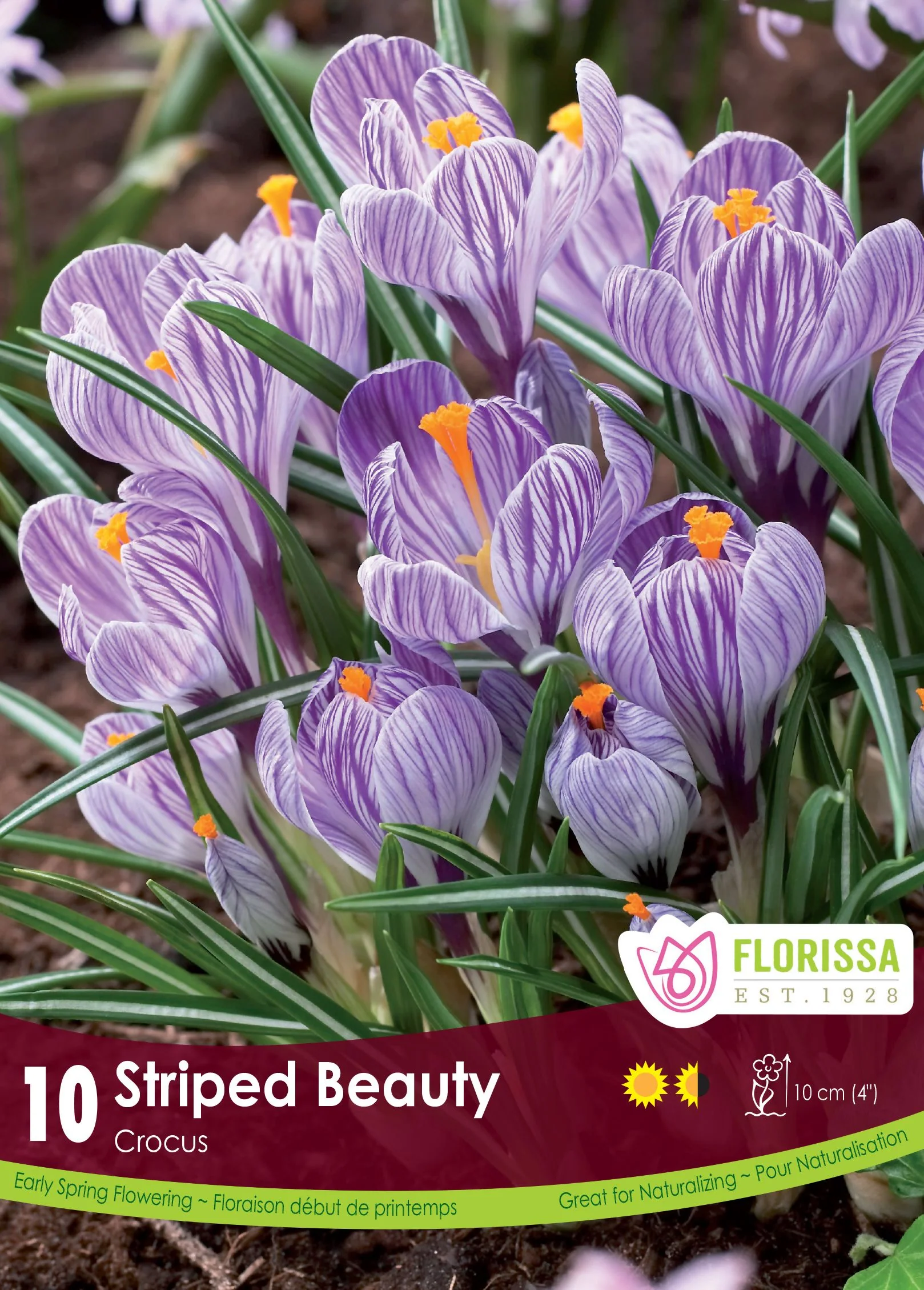 Crocus Striped Beauty