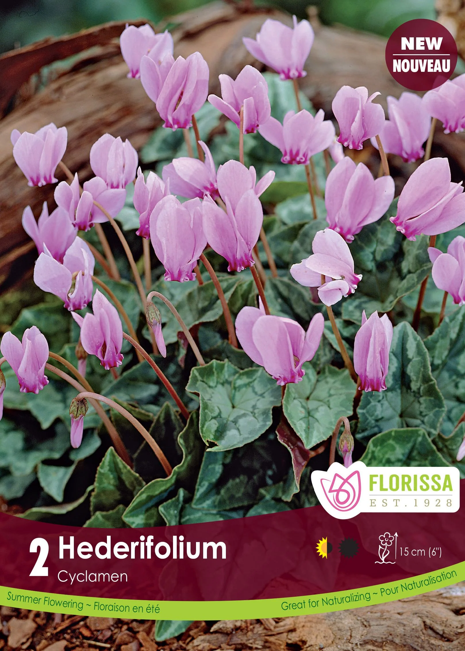 Cyclamen Hederifolium