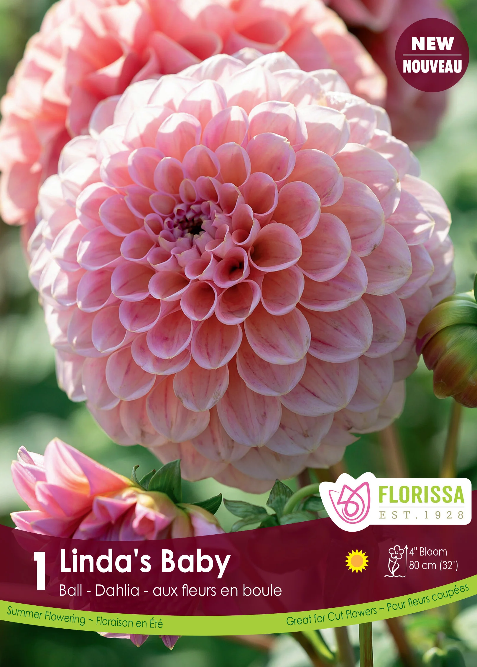 Dahlia Pompon 'Linda's Baby' (1 tubercule)