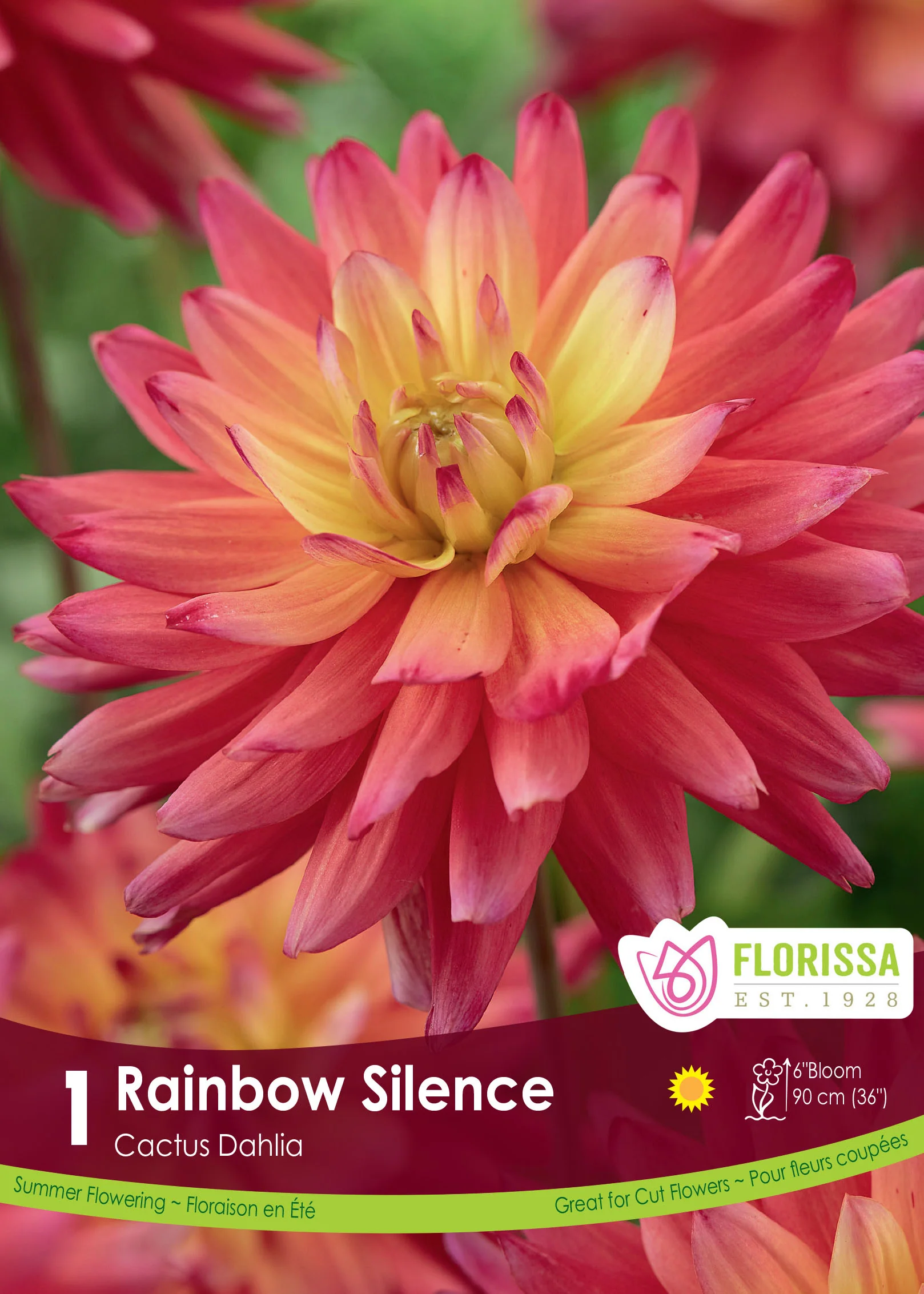 Dahlia cactus 'Rainbow Silence'