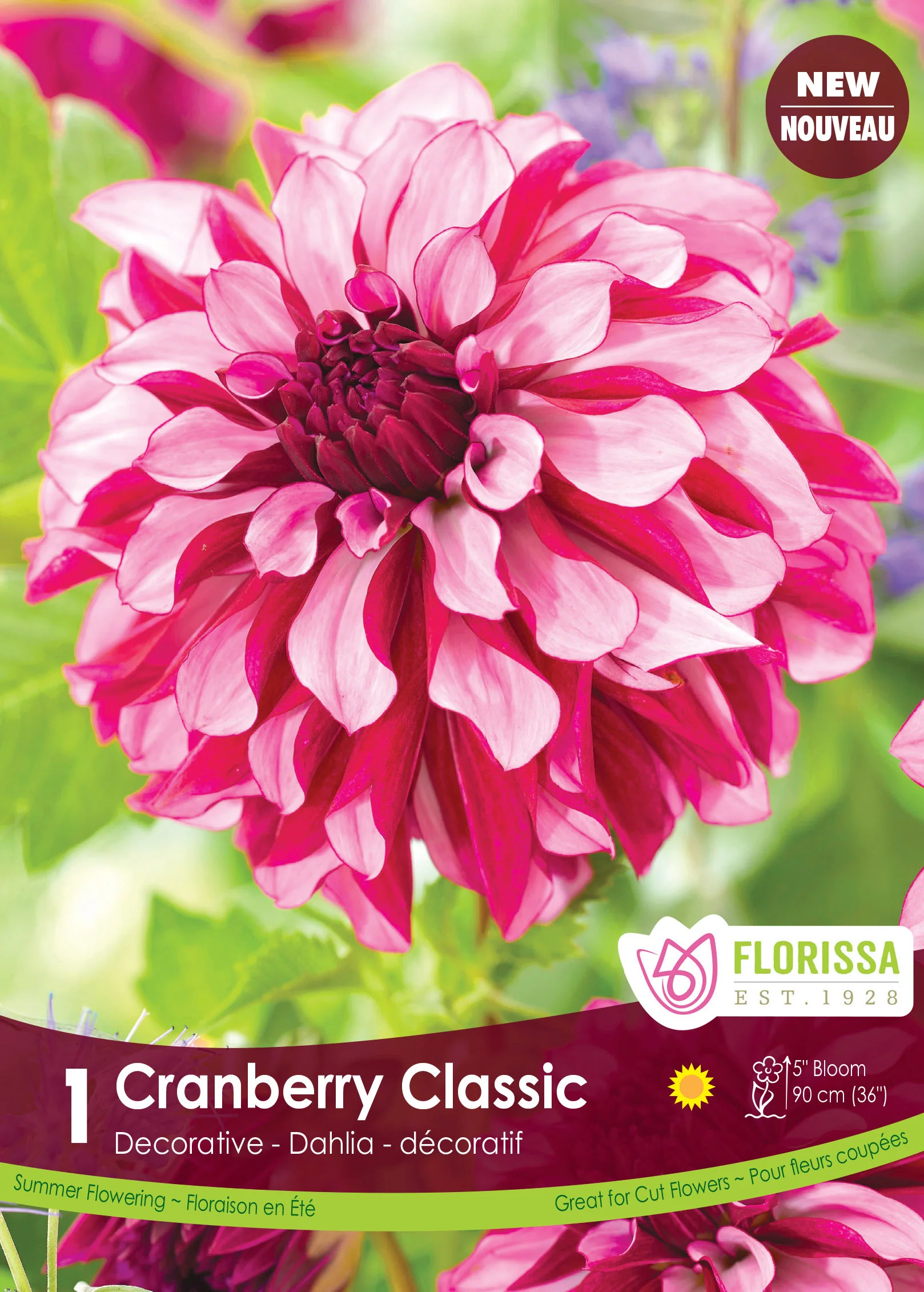 Dahlia décoratif 'Cranberry Classic'