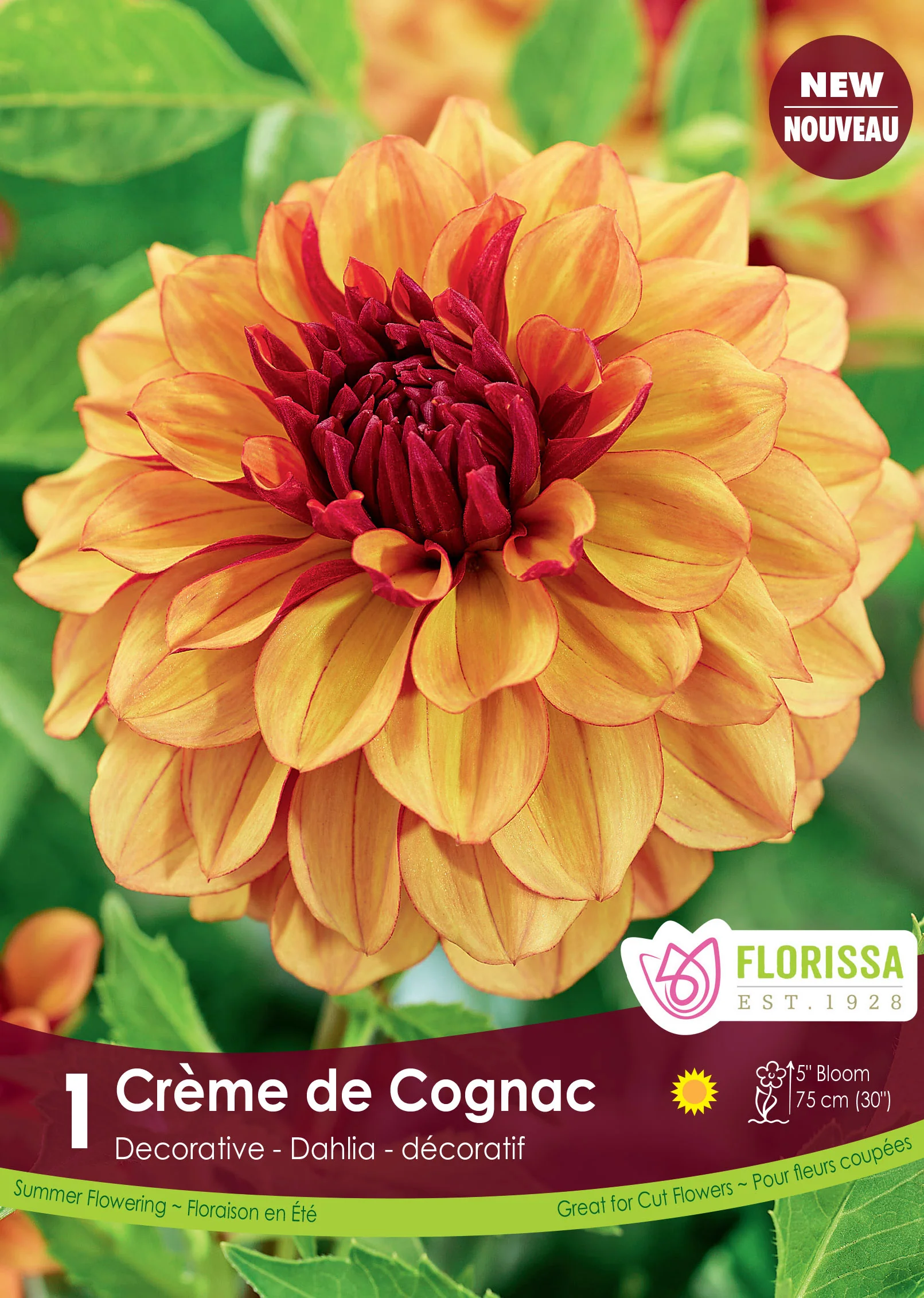 Dahlia décoratif 'Crème de Cognac'