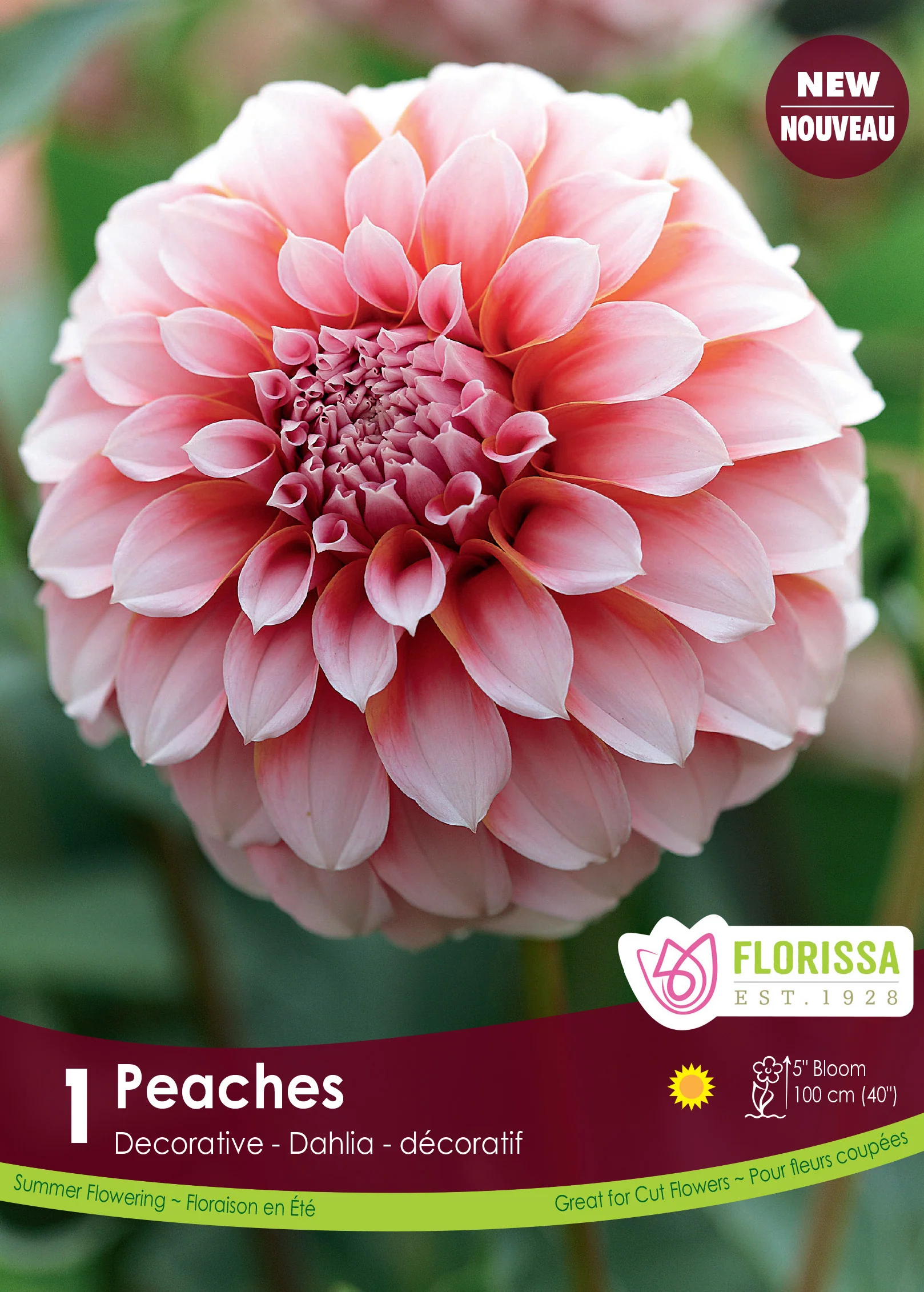 Dahlia décoratif 'Peaches'