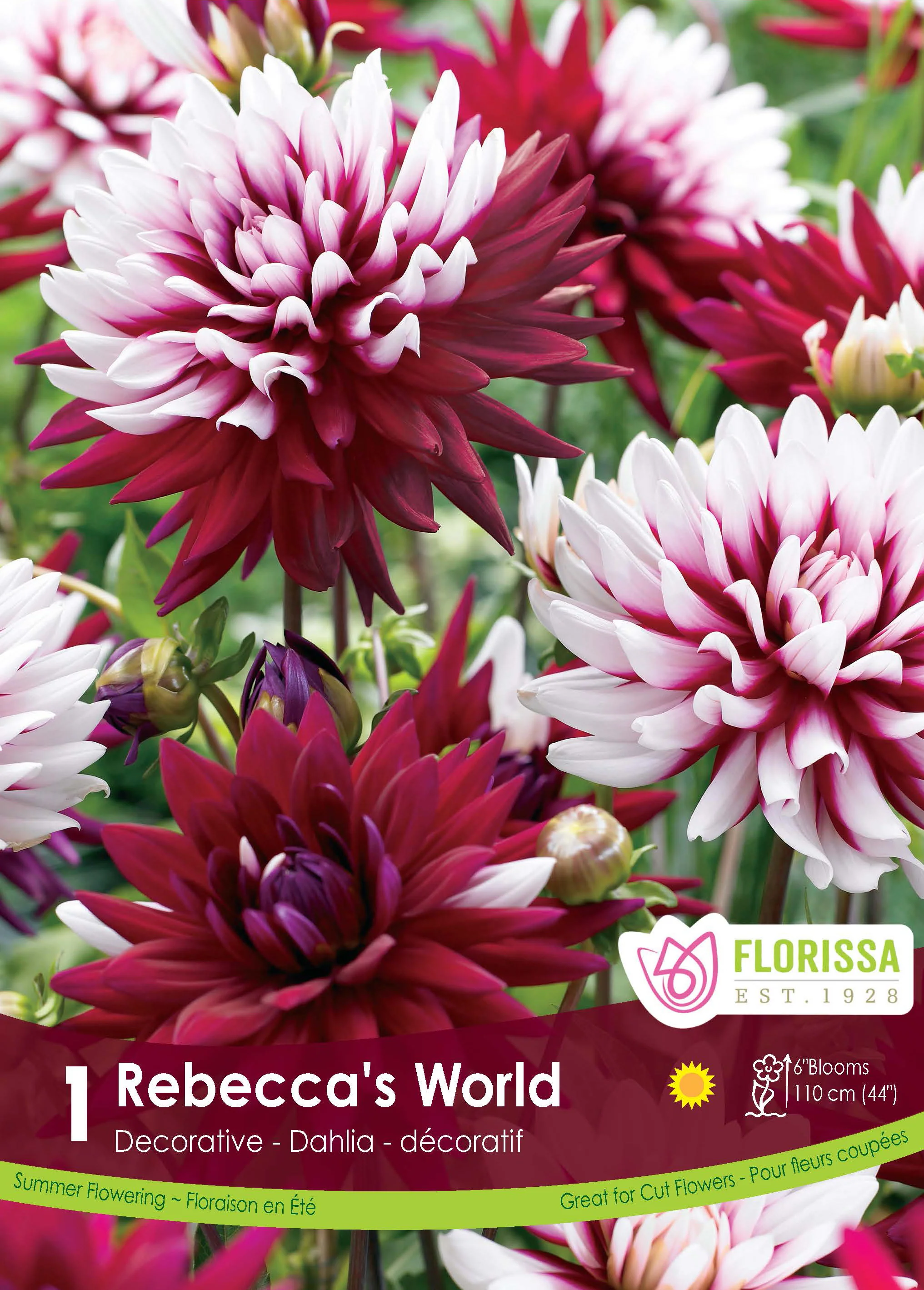 Dahlia décoratif 'Rebecca's World'