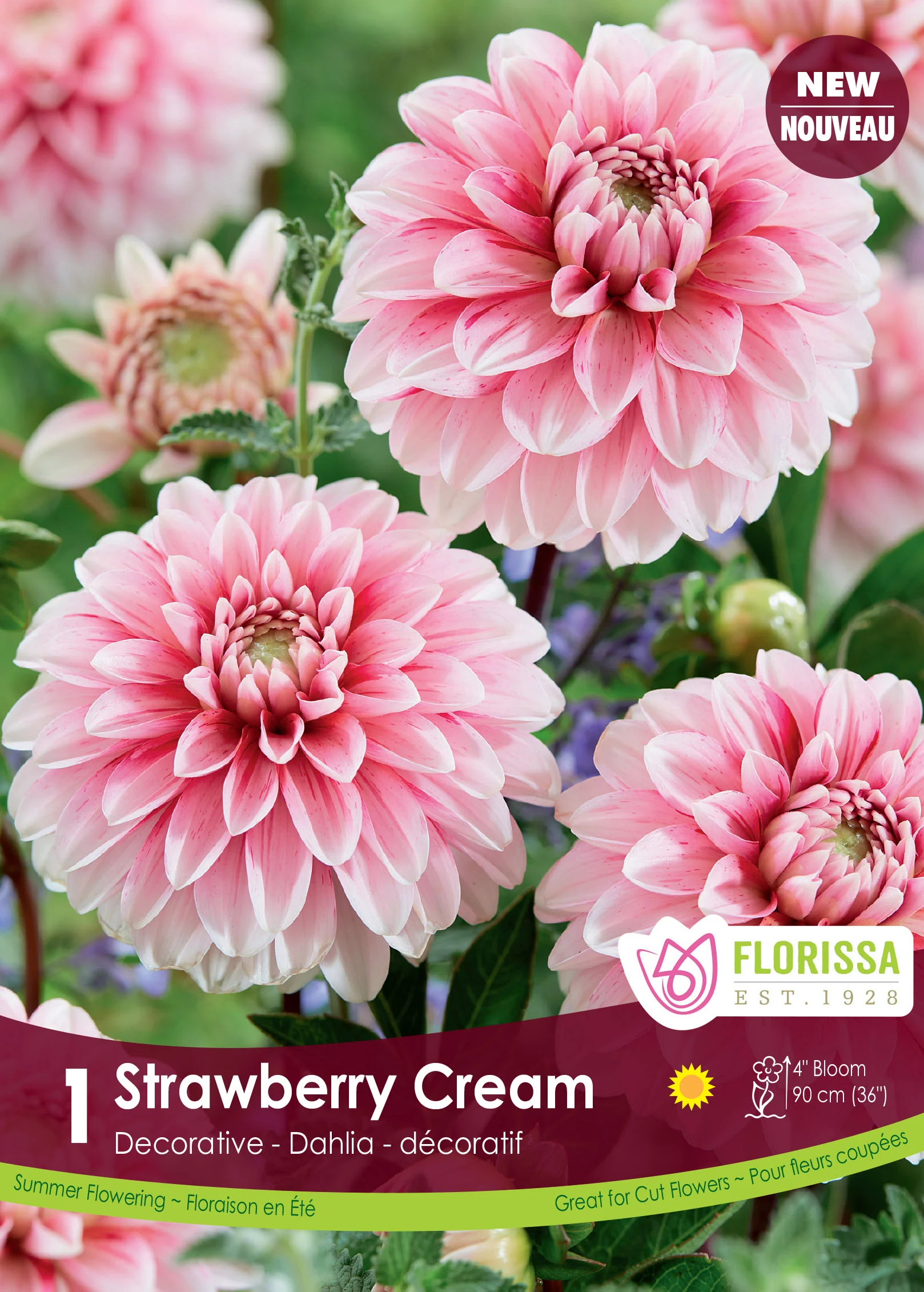 Dahlia décoratif 'Strawberry Cream'