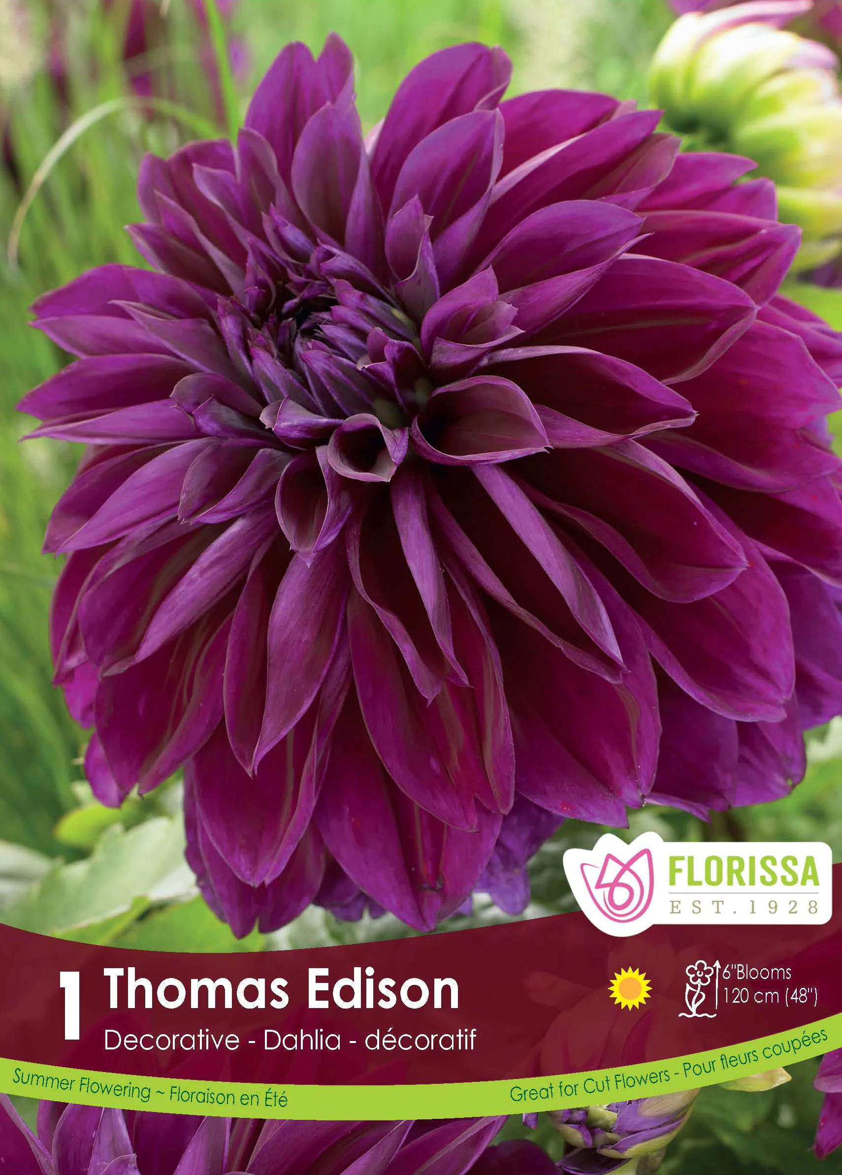 Dahlia décoratif 'Thomas Edison'