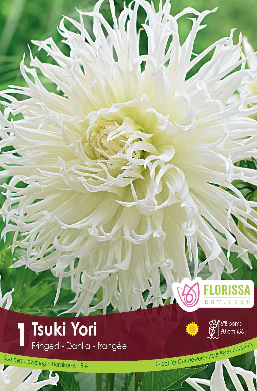 Dahlia frangée 'Tsuki-Yori'