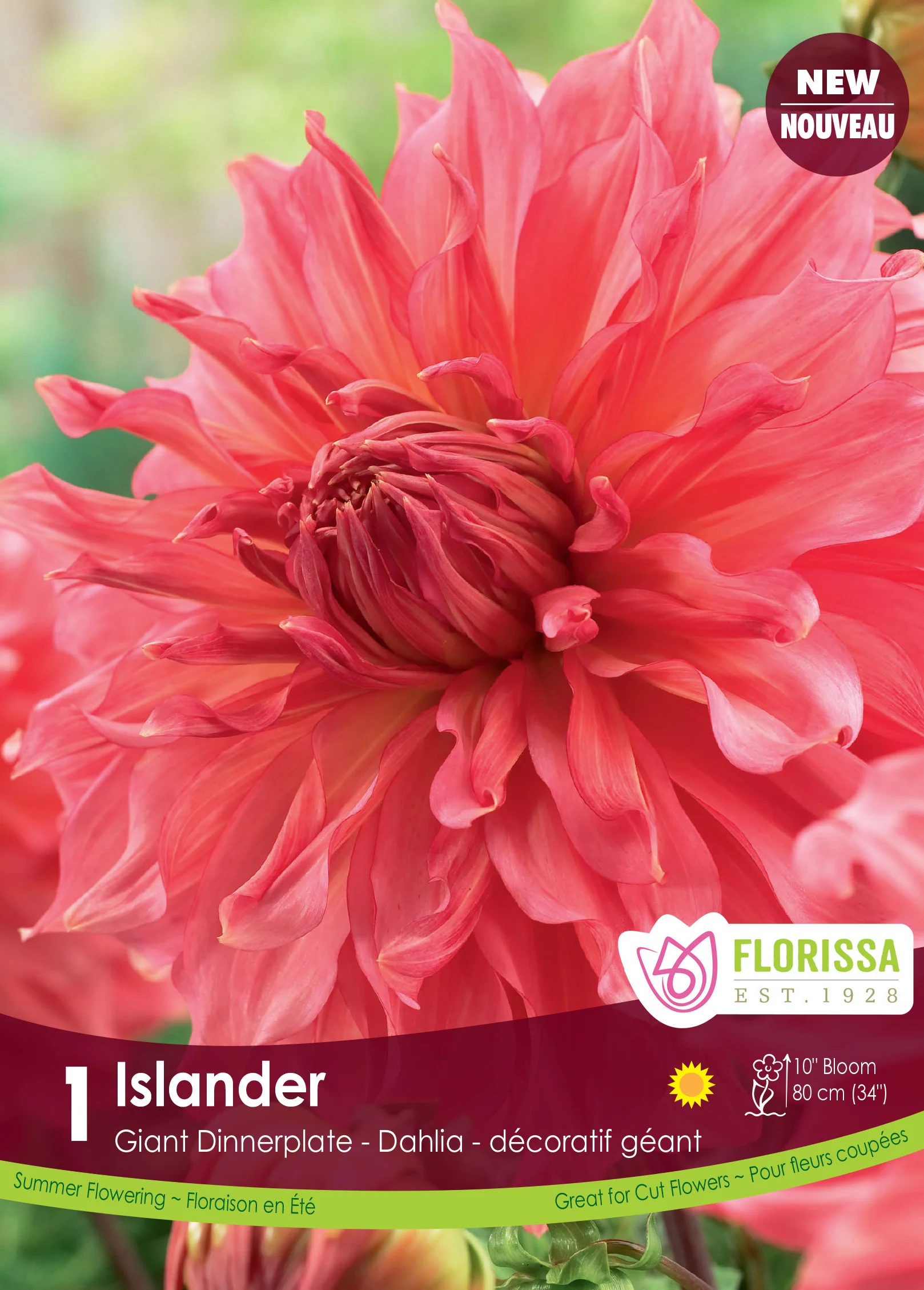 Dahlia géant 'Islander'