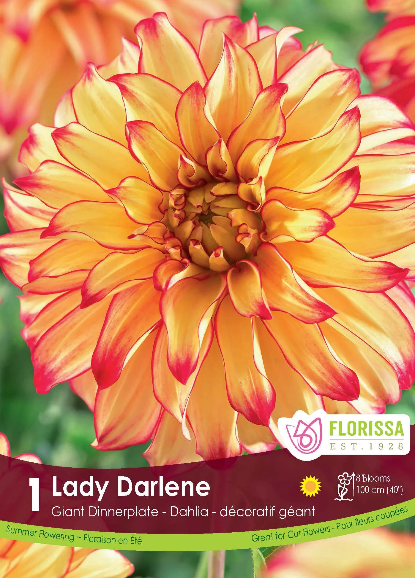 Dahlia géant 'Lady Darlene'