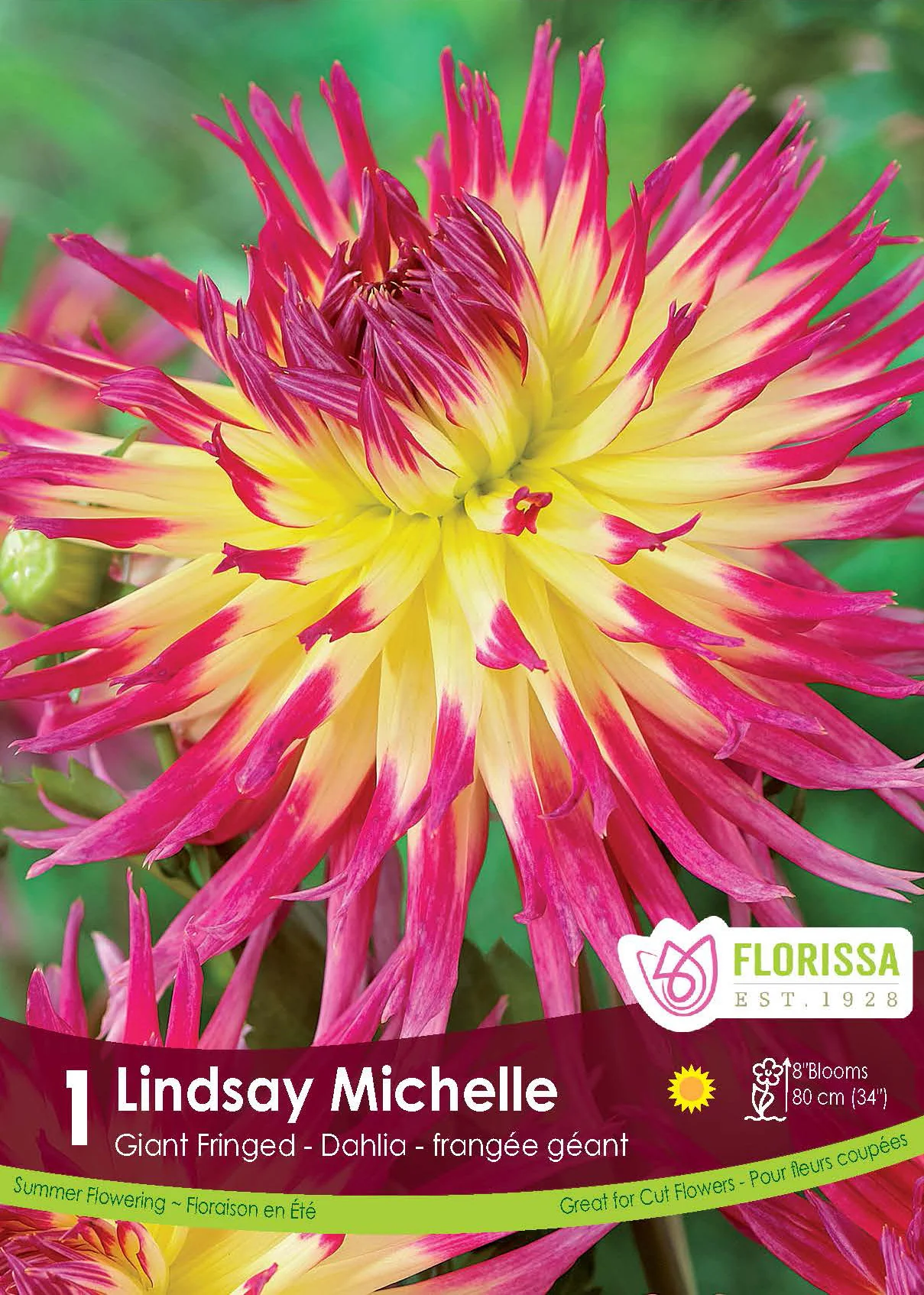 Dahlia géant 'Lindsay Michelle'