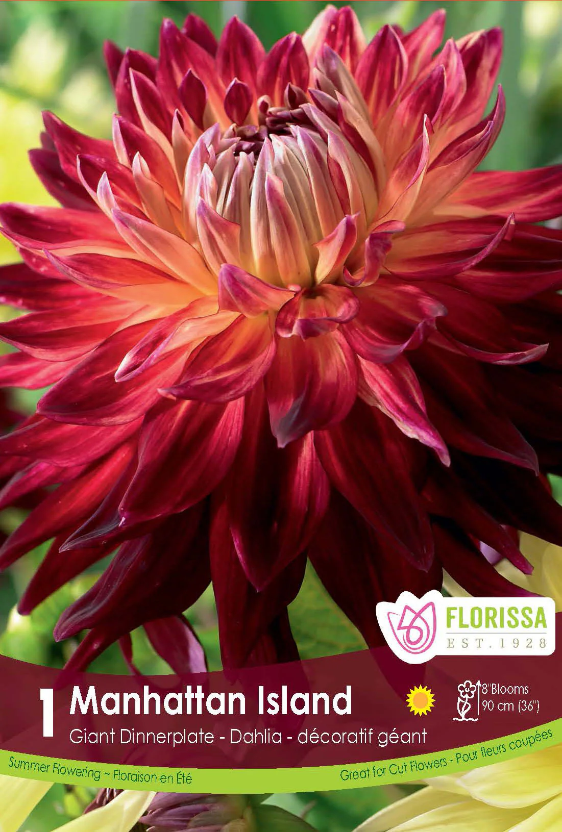Dahlia géant 'Manhattan Island'