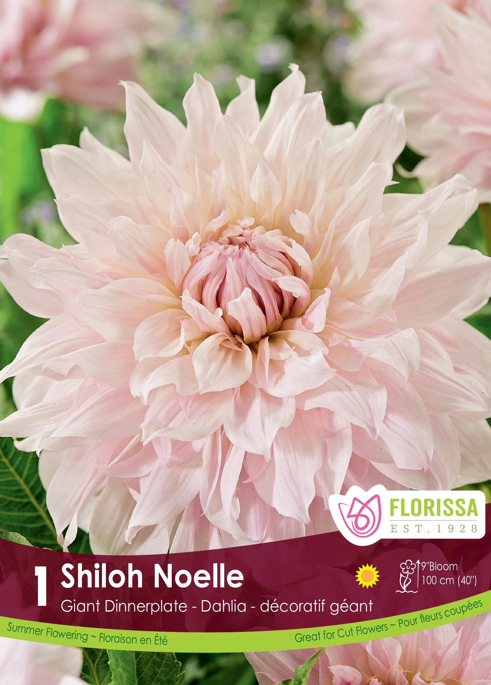 Dahlia géant 'Shiloh Noelle'