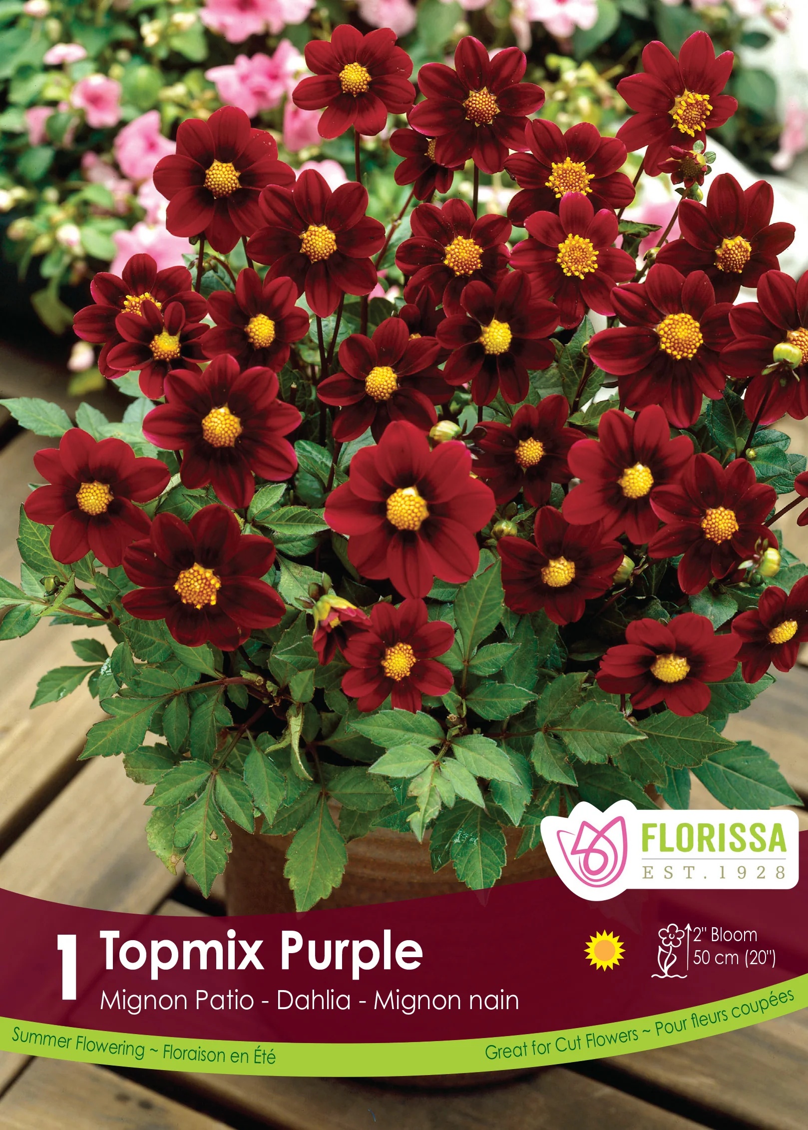 Dahlia 'Topmix Purple'