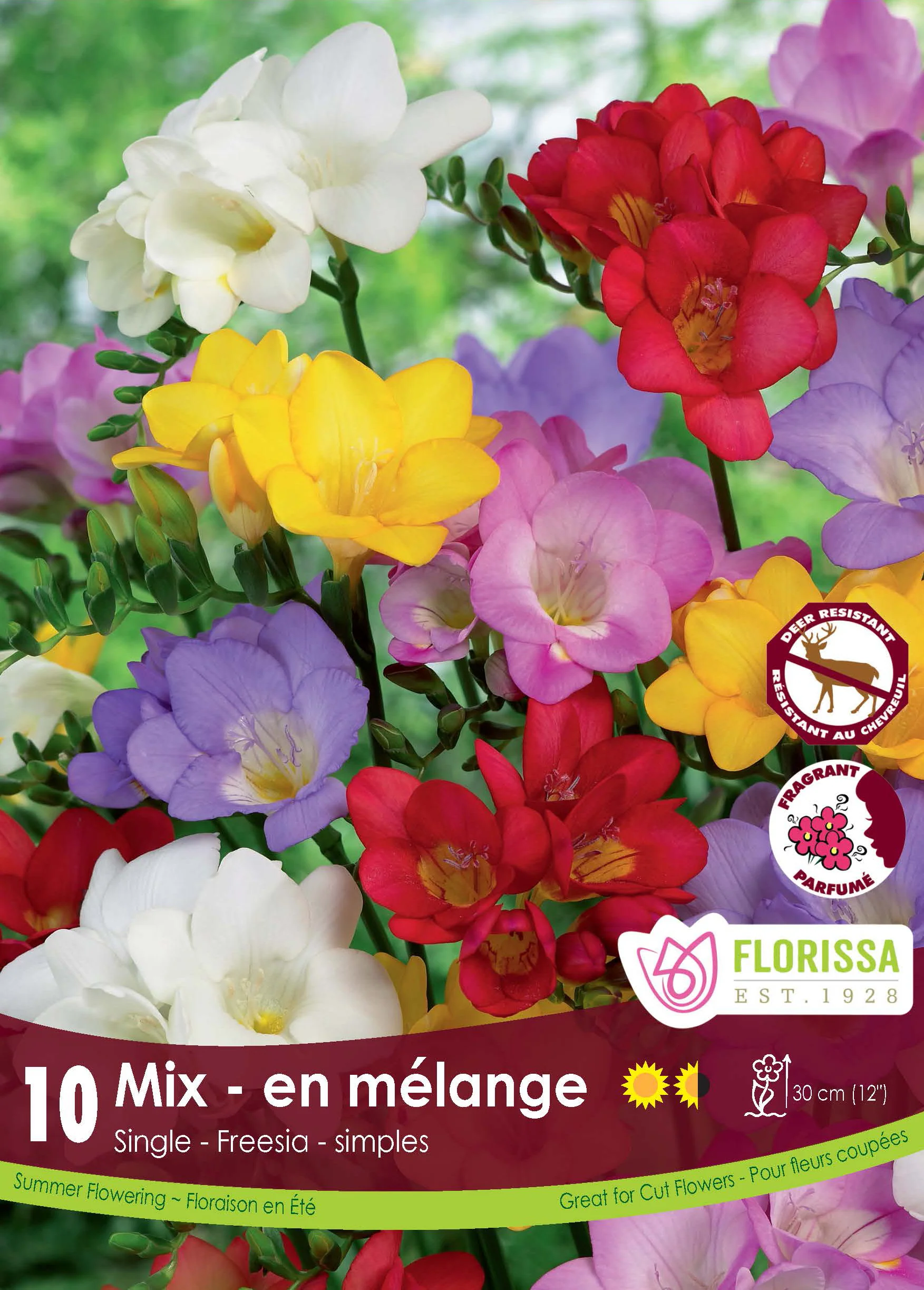 Freesia 'Simple Mélange'