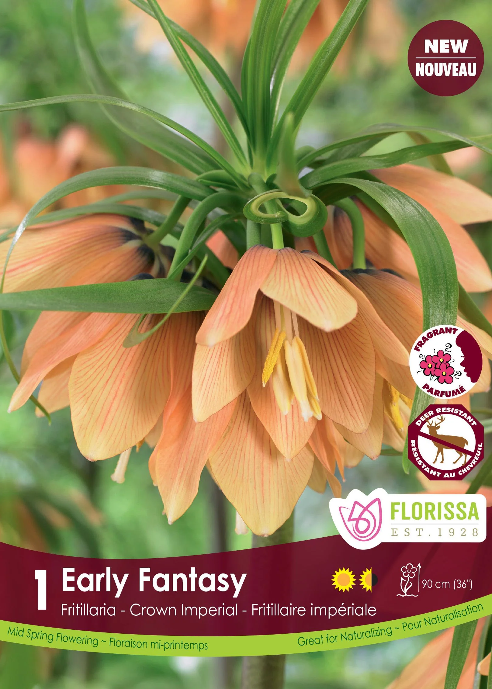 Fritillaria Early Fantasy