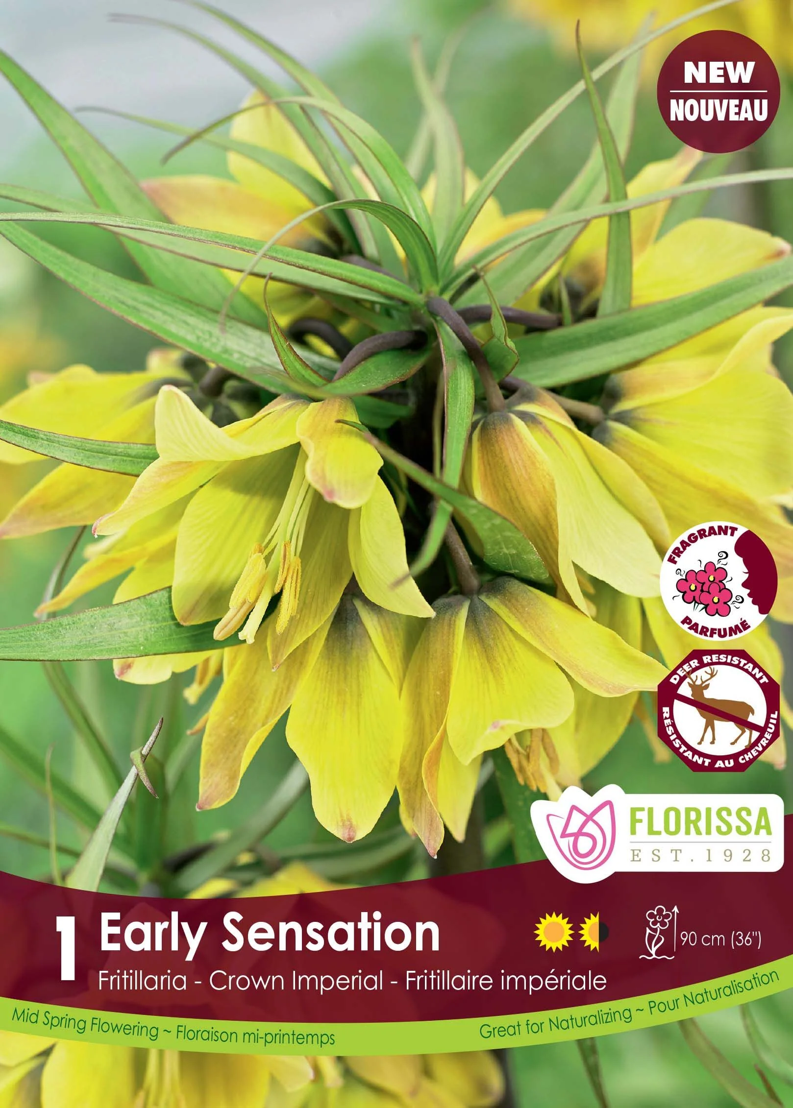 Fritillaria Early Sensation