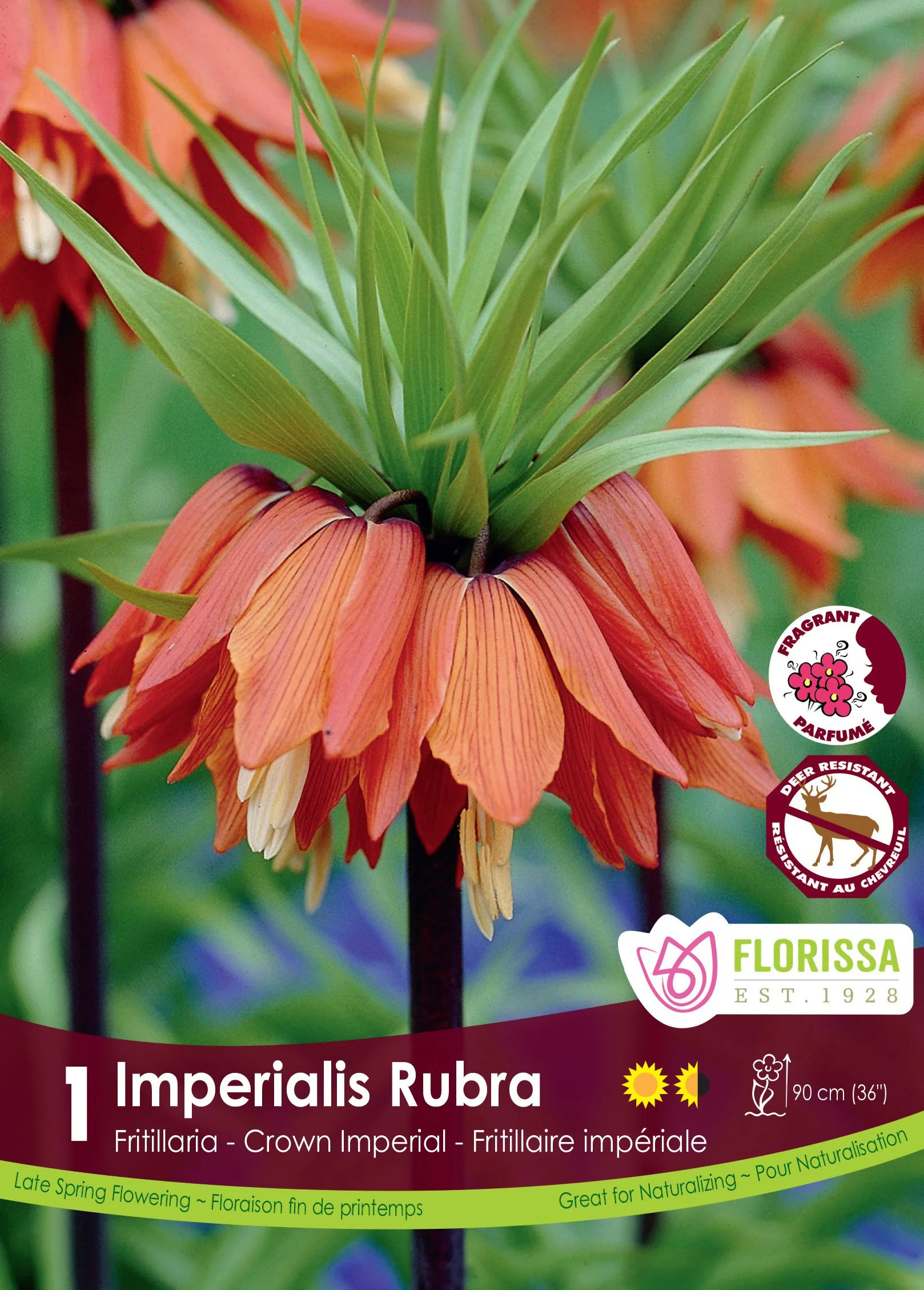 Fritillaria Imperialis Rubra