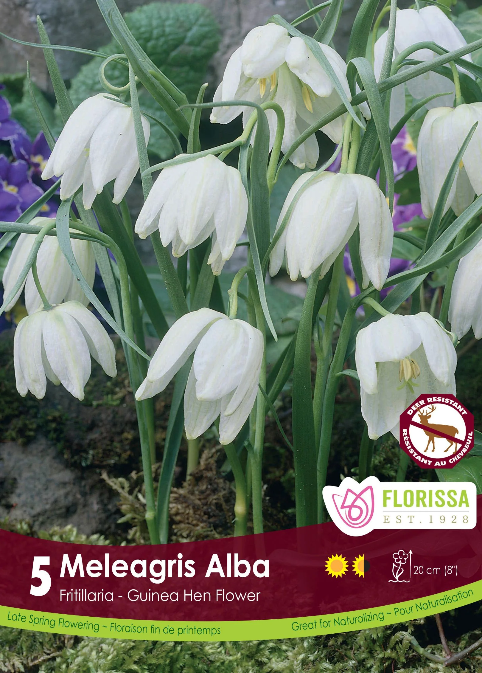 Fritillaria Meleagris Alba