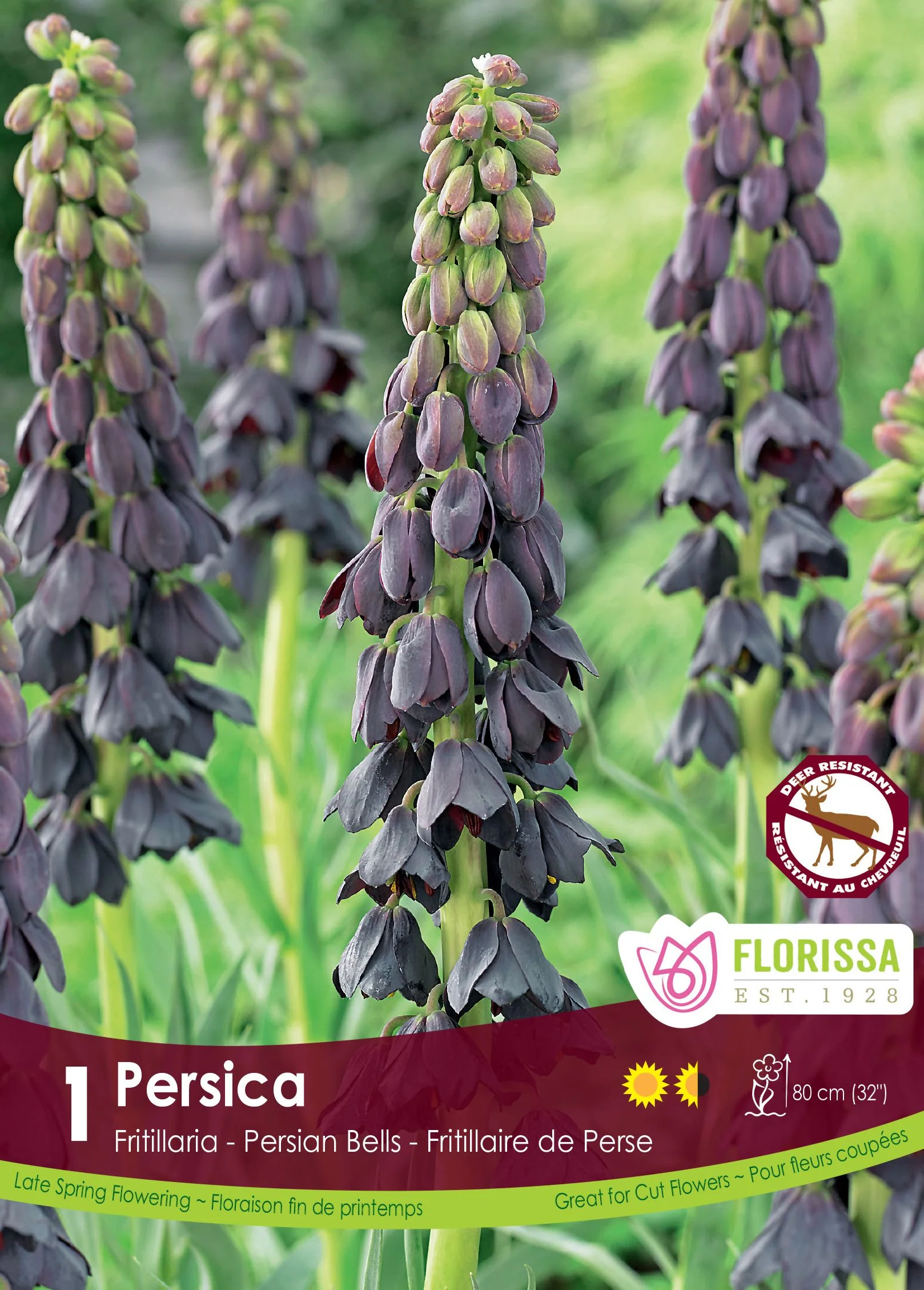 Fritillaria Persica
