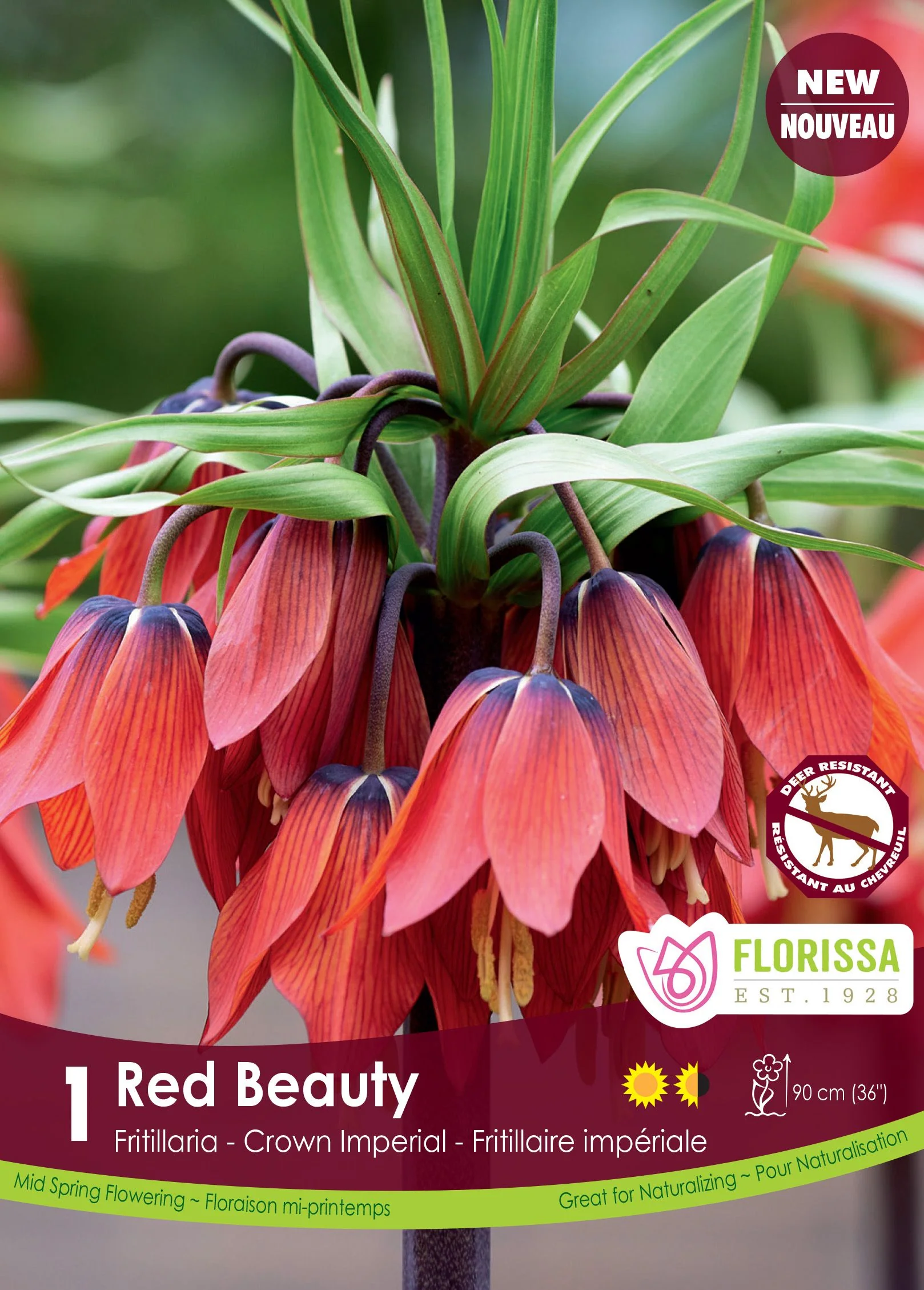 Fritillaria Red Beauty