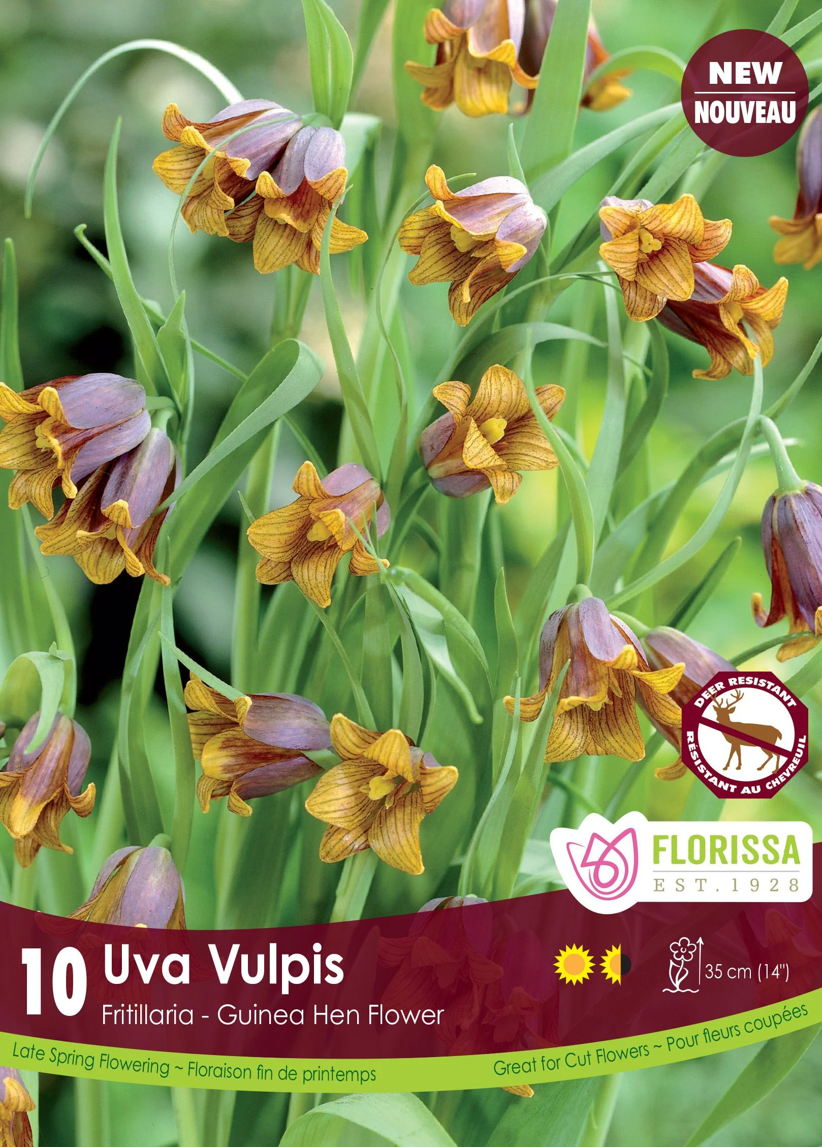 Fritillaria Uva Vulpis