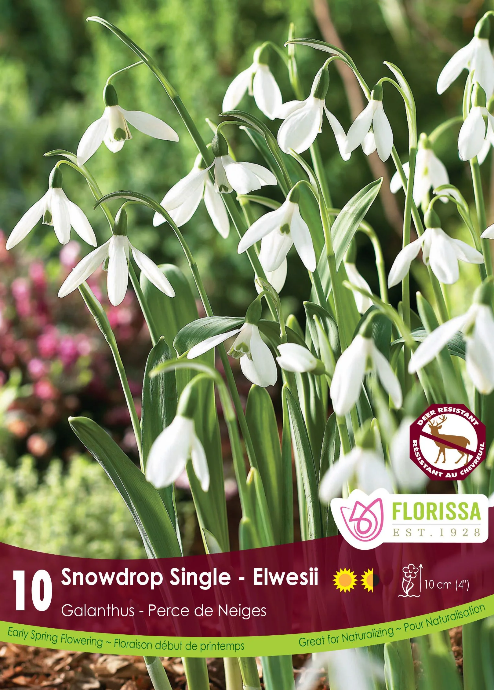 Galanthus Elwesii (Perce-neige Simple)