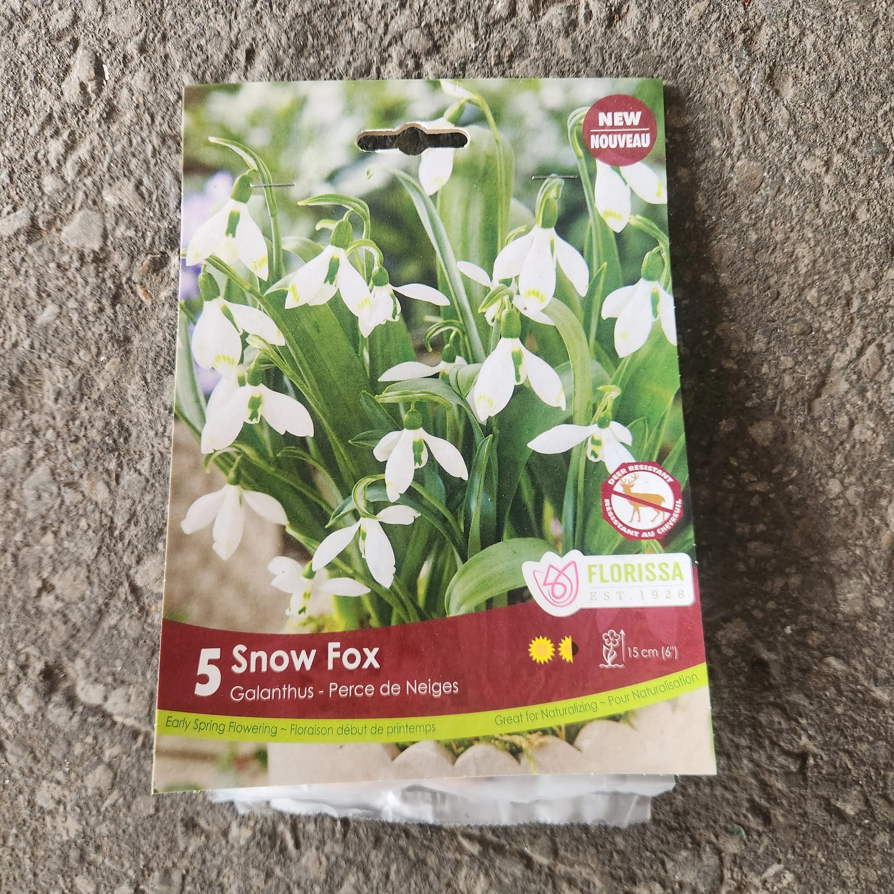 Galanthus Snow Fox