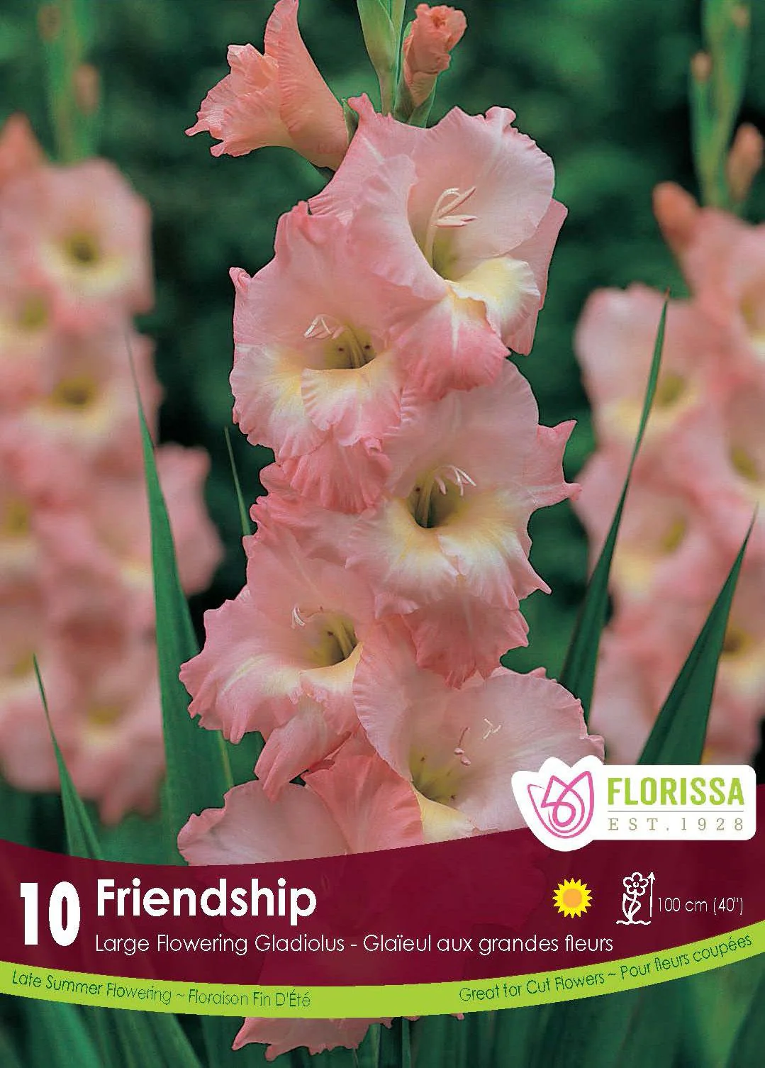 Glaïeul 'Friendship Pink' (8 bulbes)