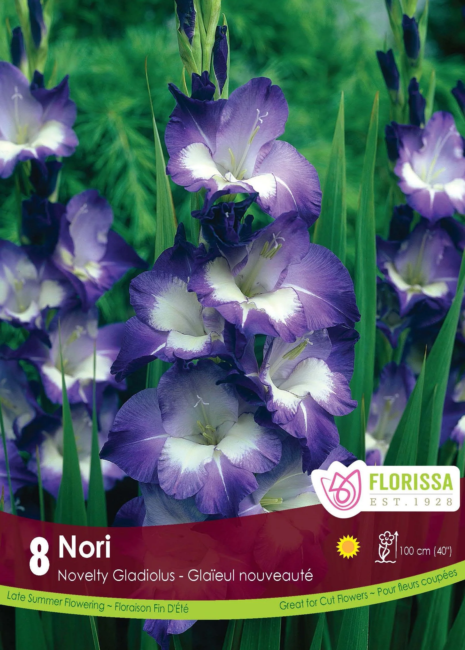 Glaïeul 'Nori'