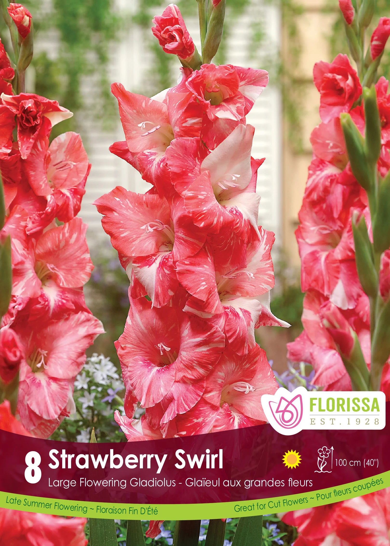 Glaïeul 'Strawberry Swirl'